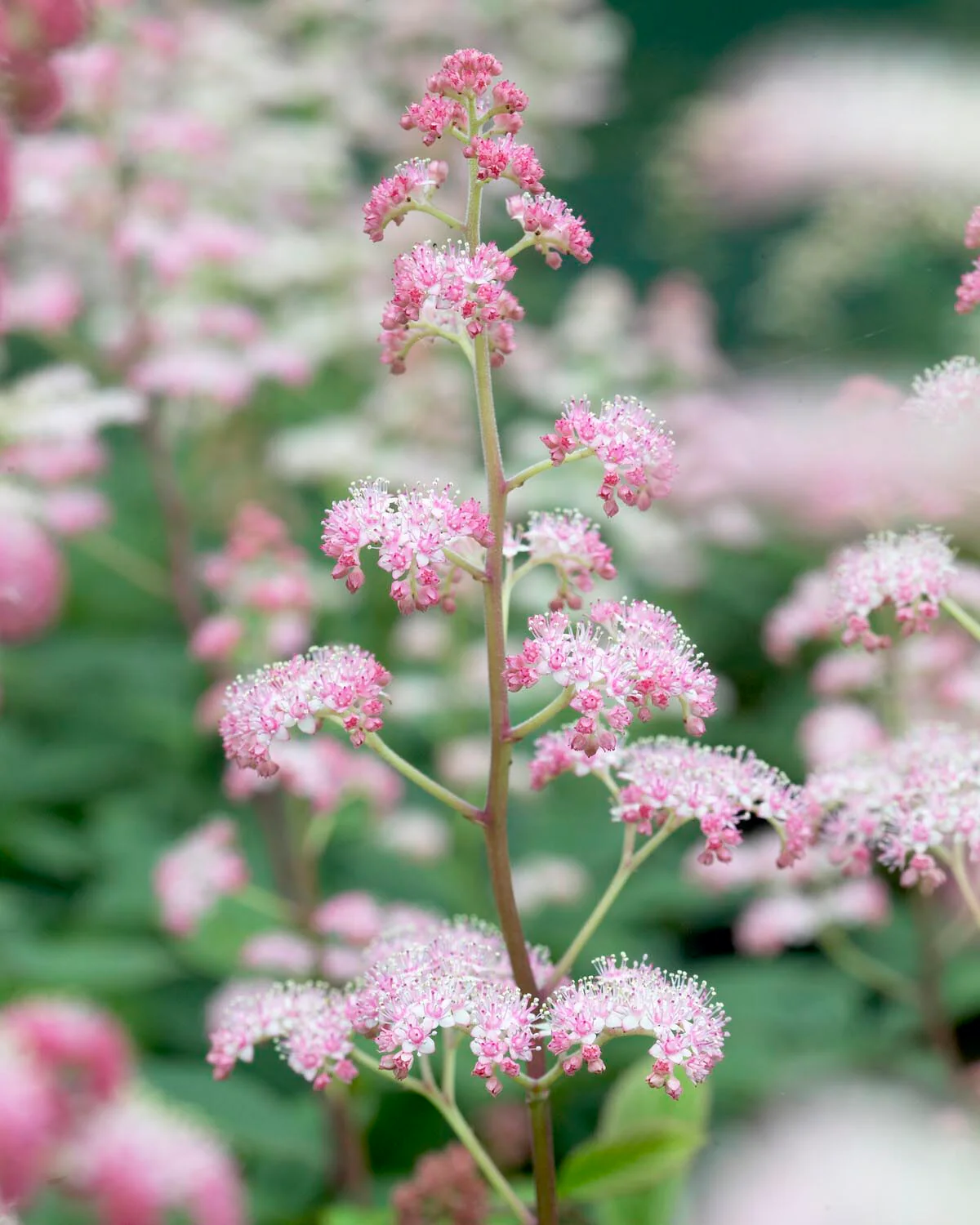 Rodgersia 'Superba' - Image 4