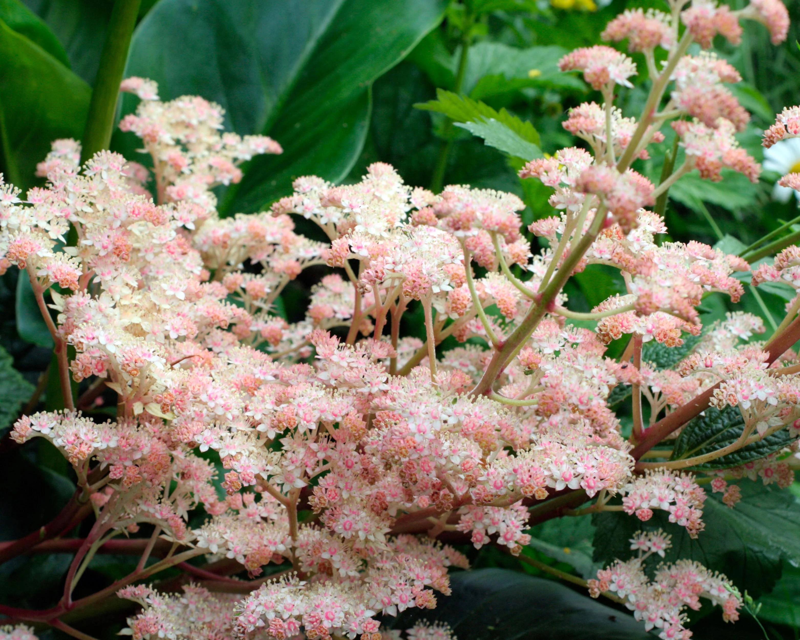 Rodgersia 'Superba' - Image 6