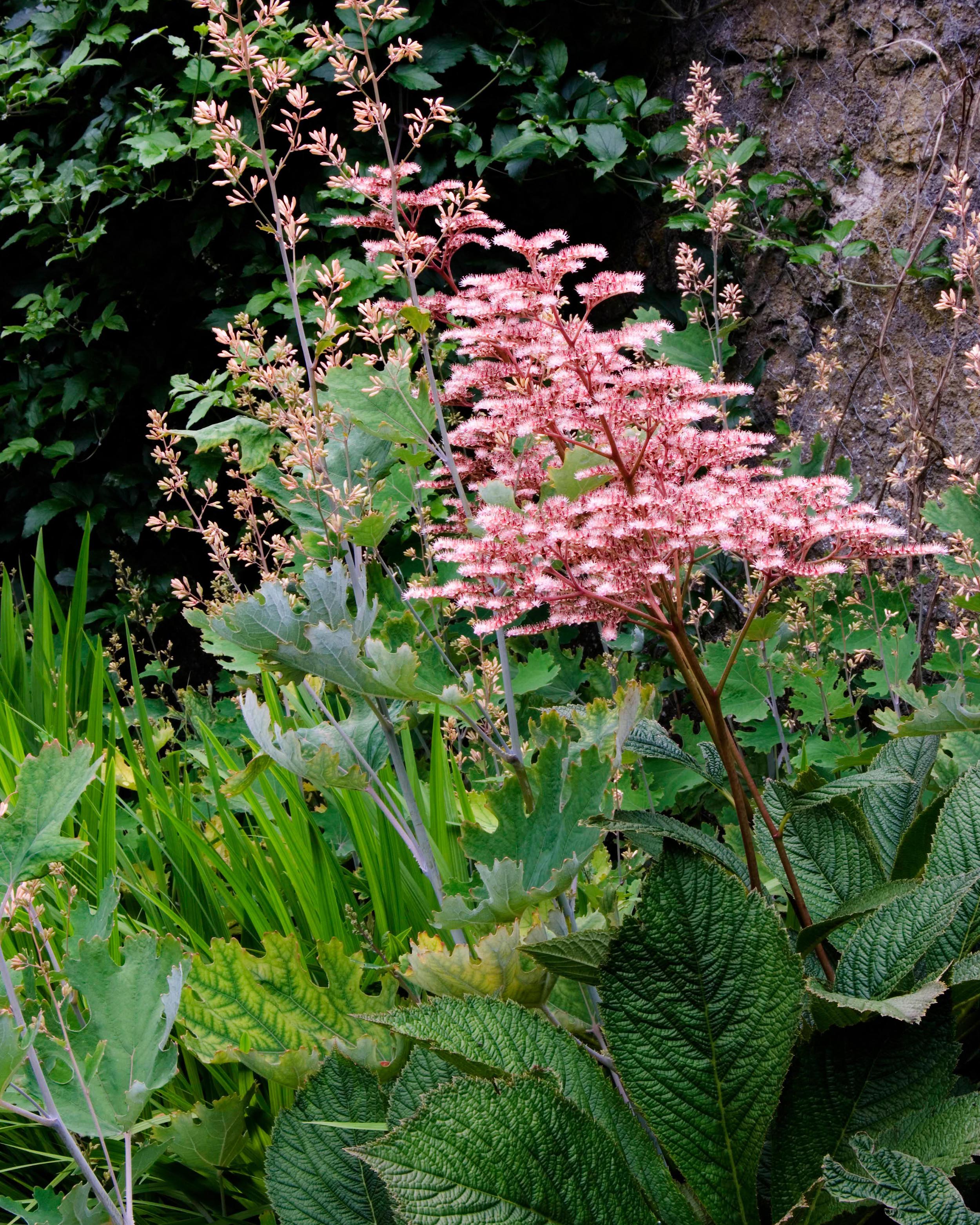 Rodgersia 'Superba' - Image 9