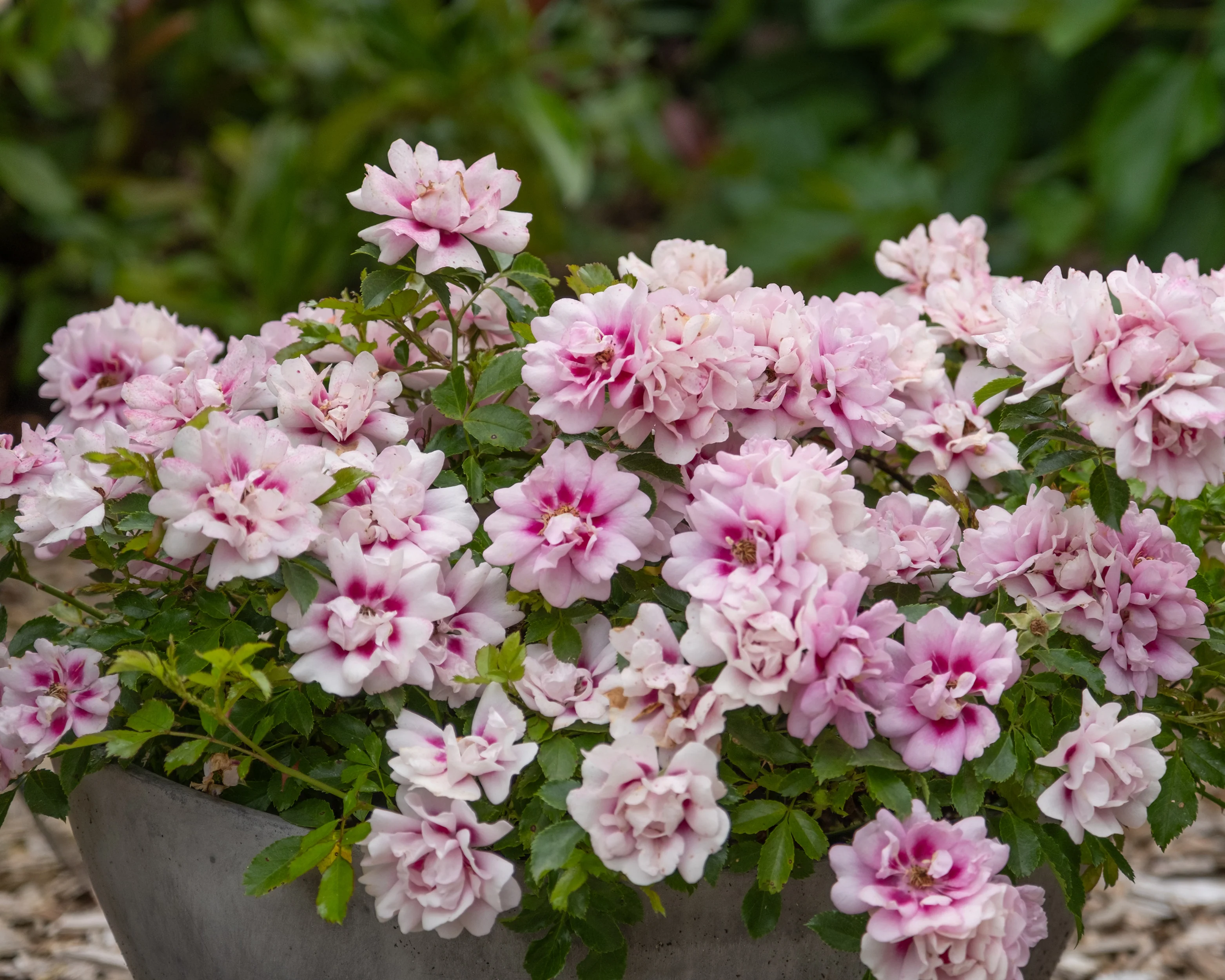 Rosa 'Amirose' - Image 10