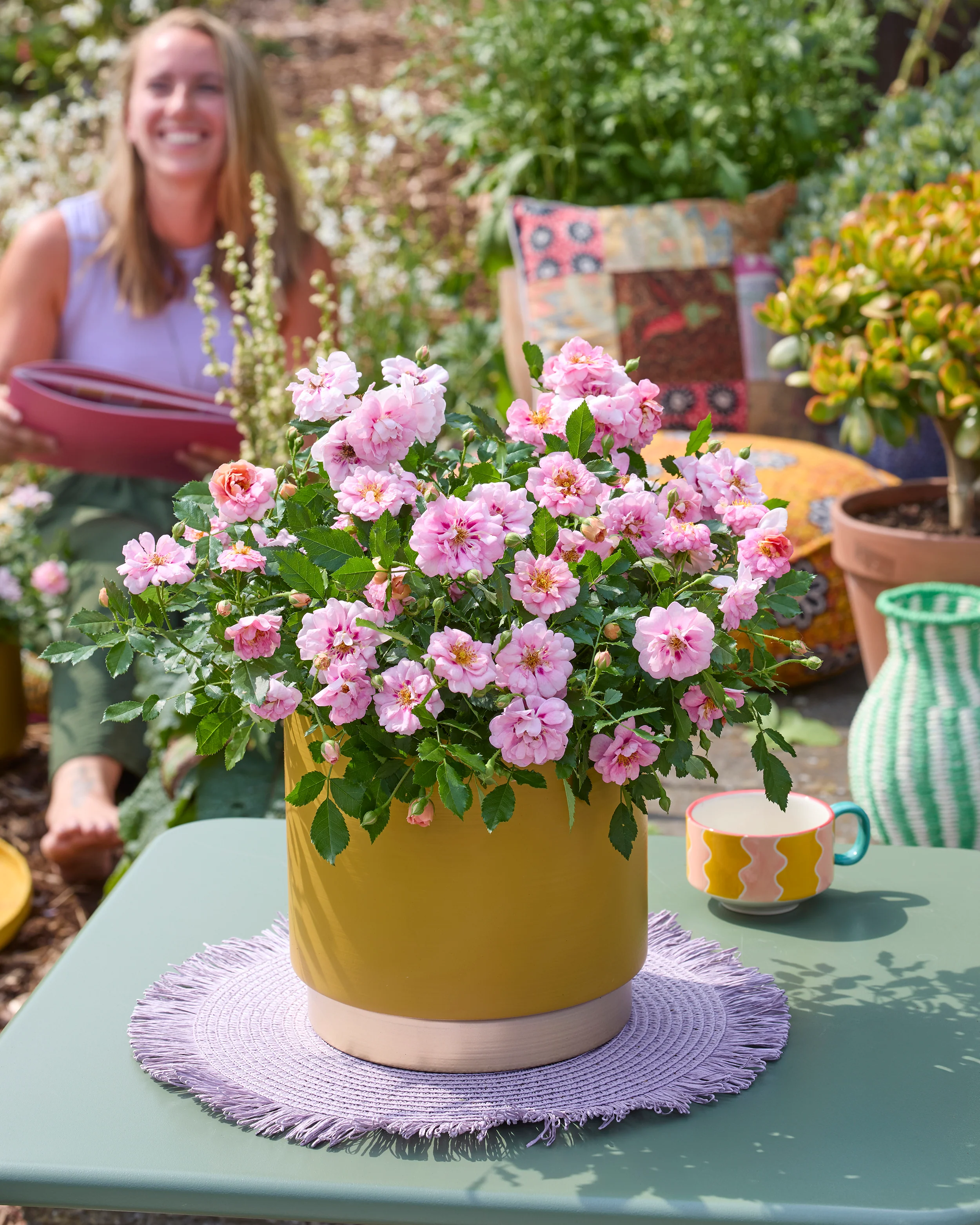 Rosa 'Amirose' - Image 11