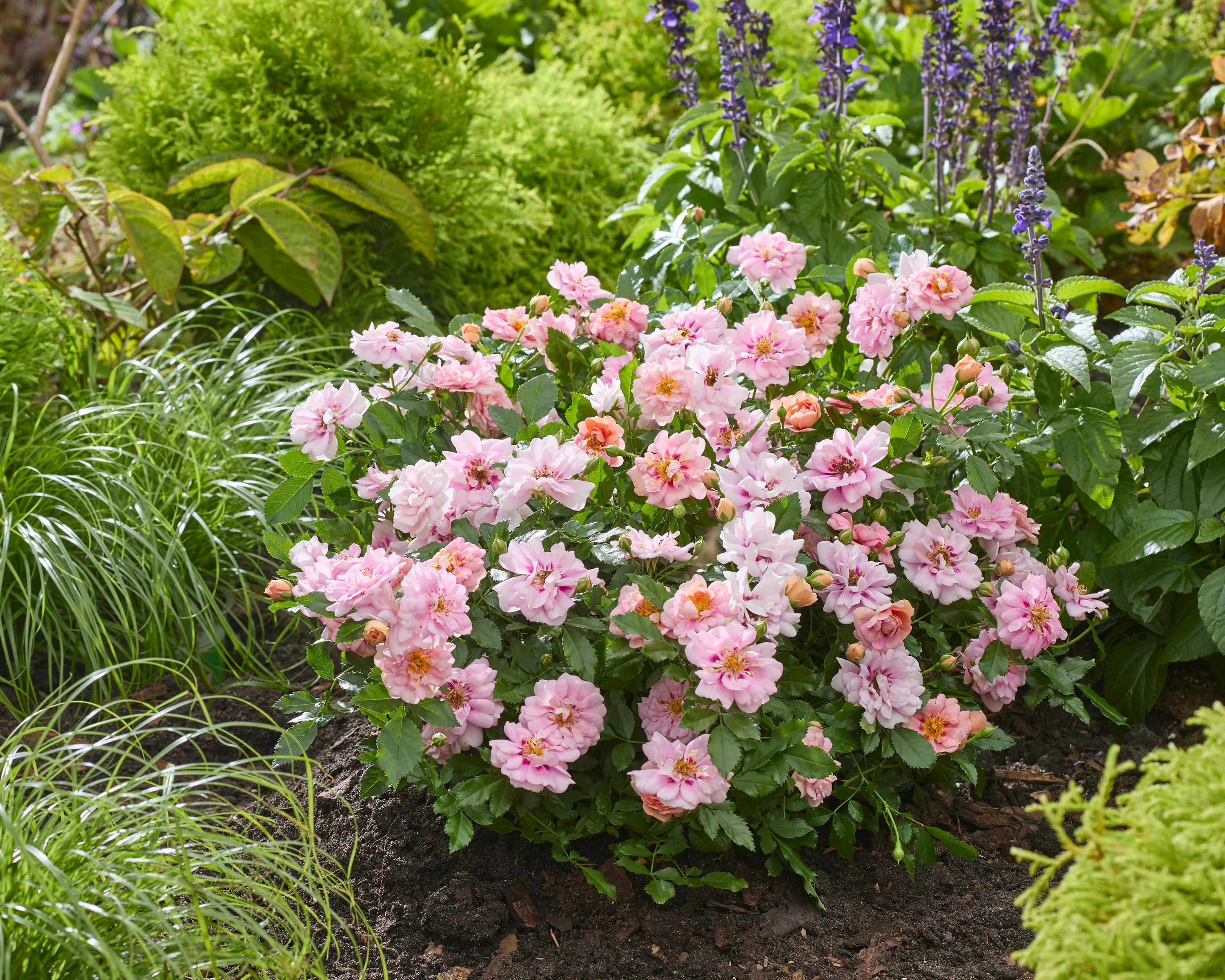 Rosa 'Amirose' - Image 12