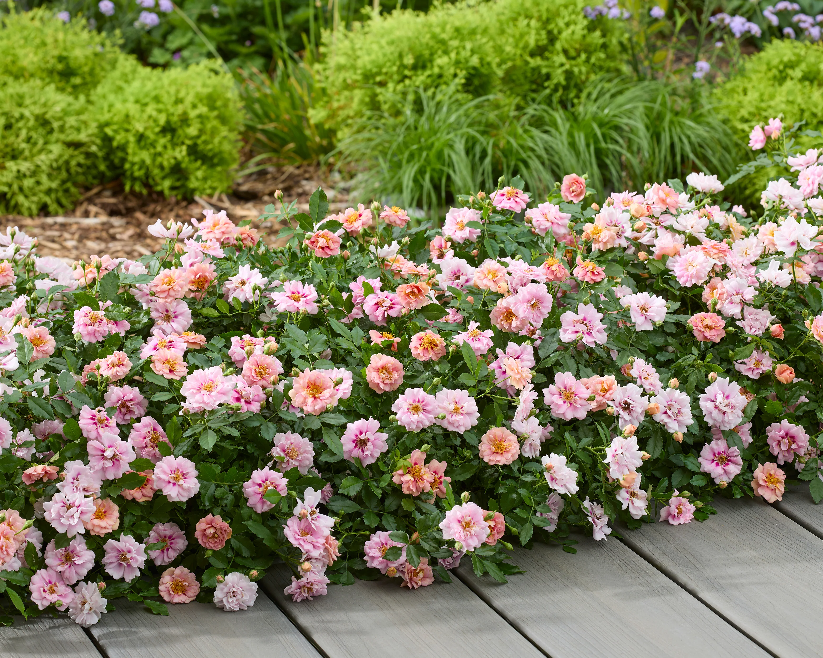 Rosa 'Amirose' - Image 4