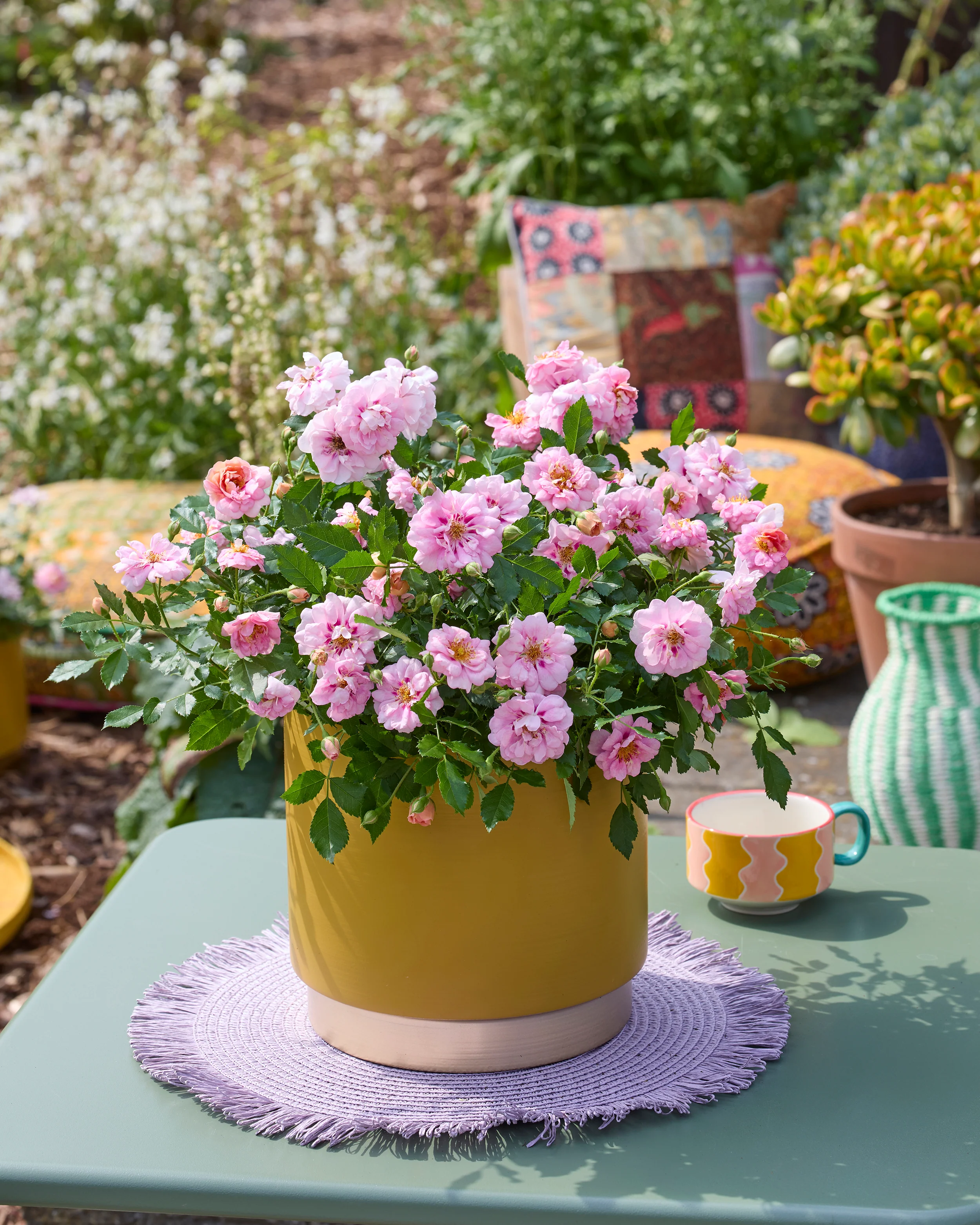 Rosa 'Amirose' - Image 9