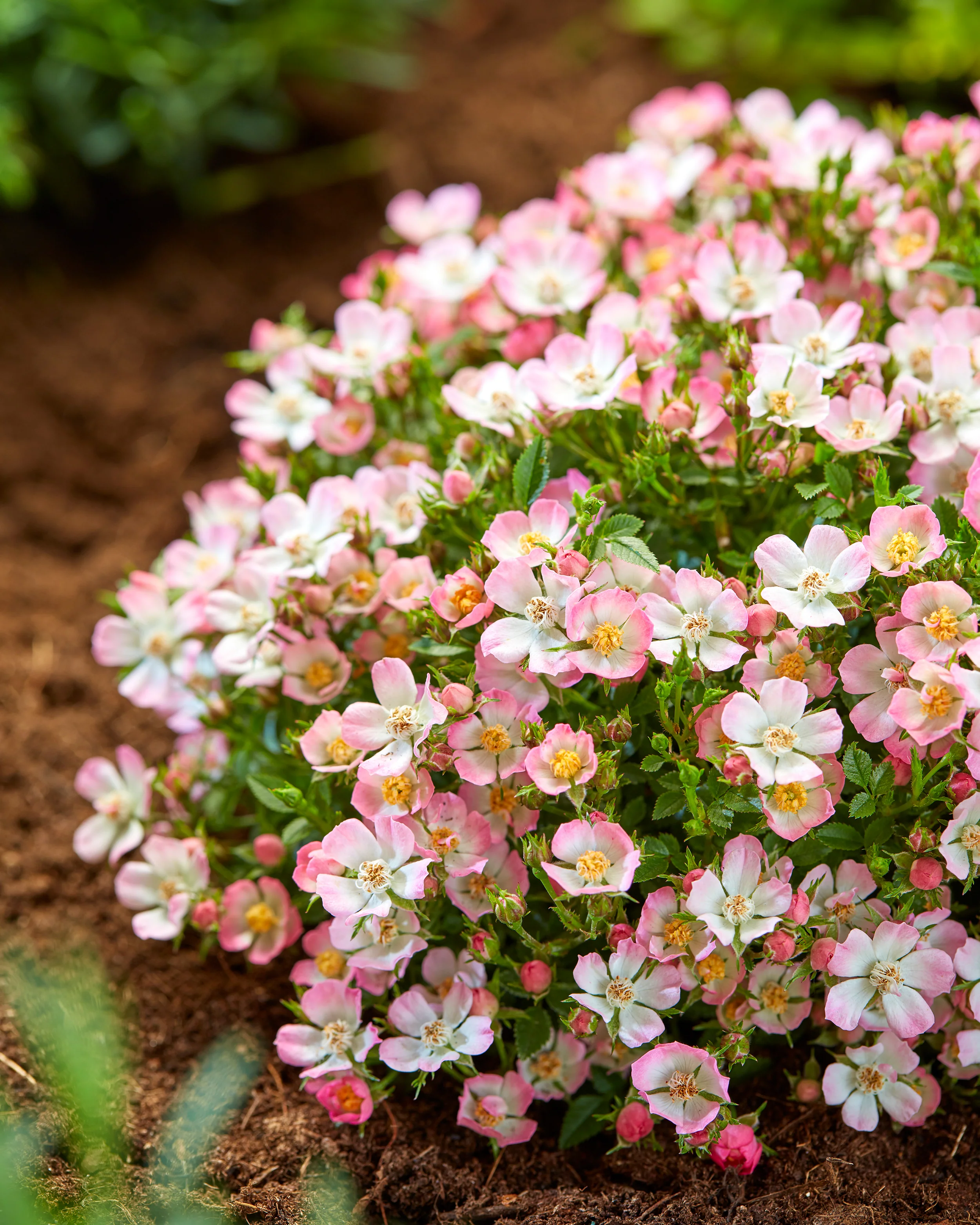 Rosa 'Cutie Pie' - Image 12