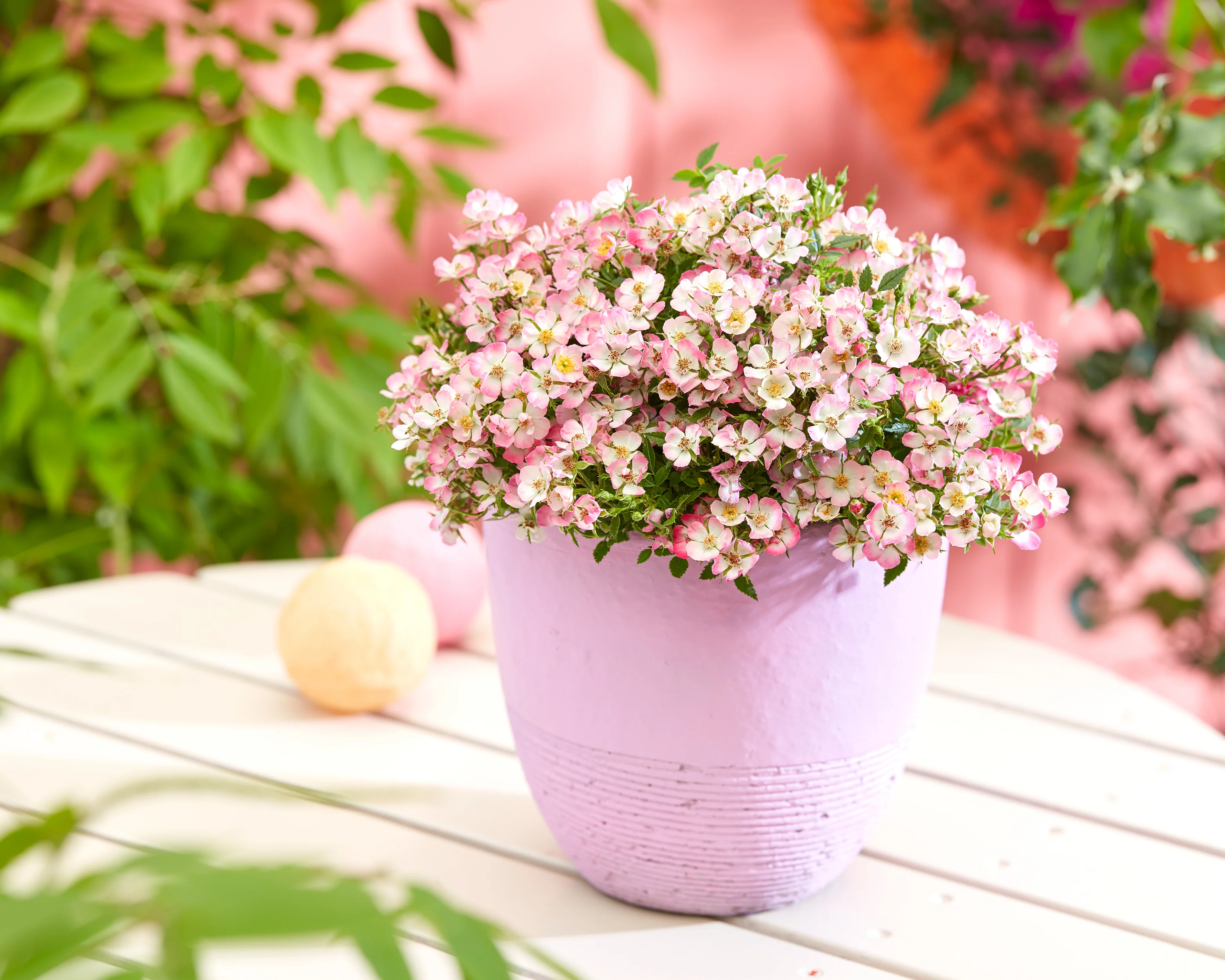 Rosa 'Cutie Pie' - Image 8