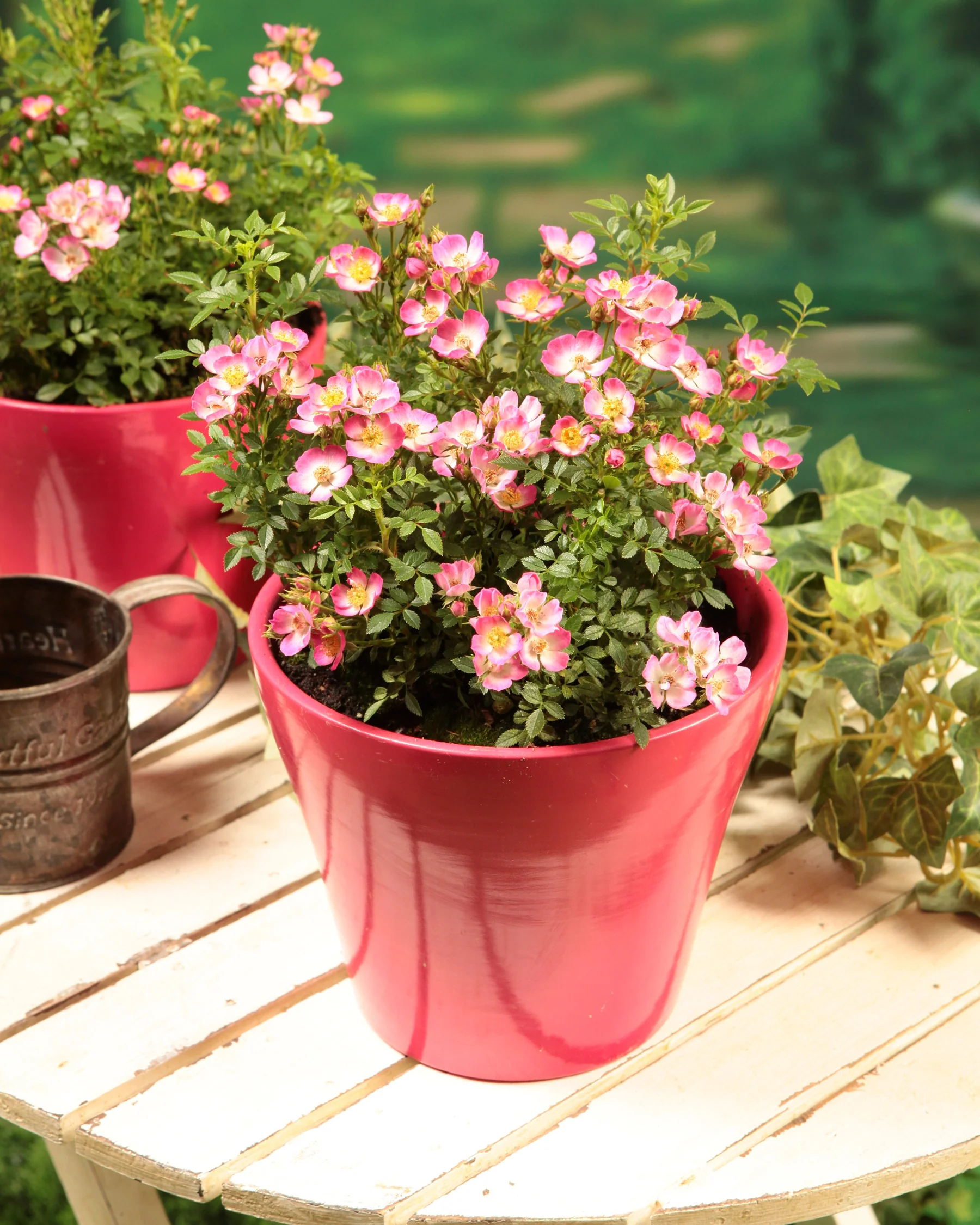Rosa 'Cutie Pie' - Image 9