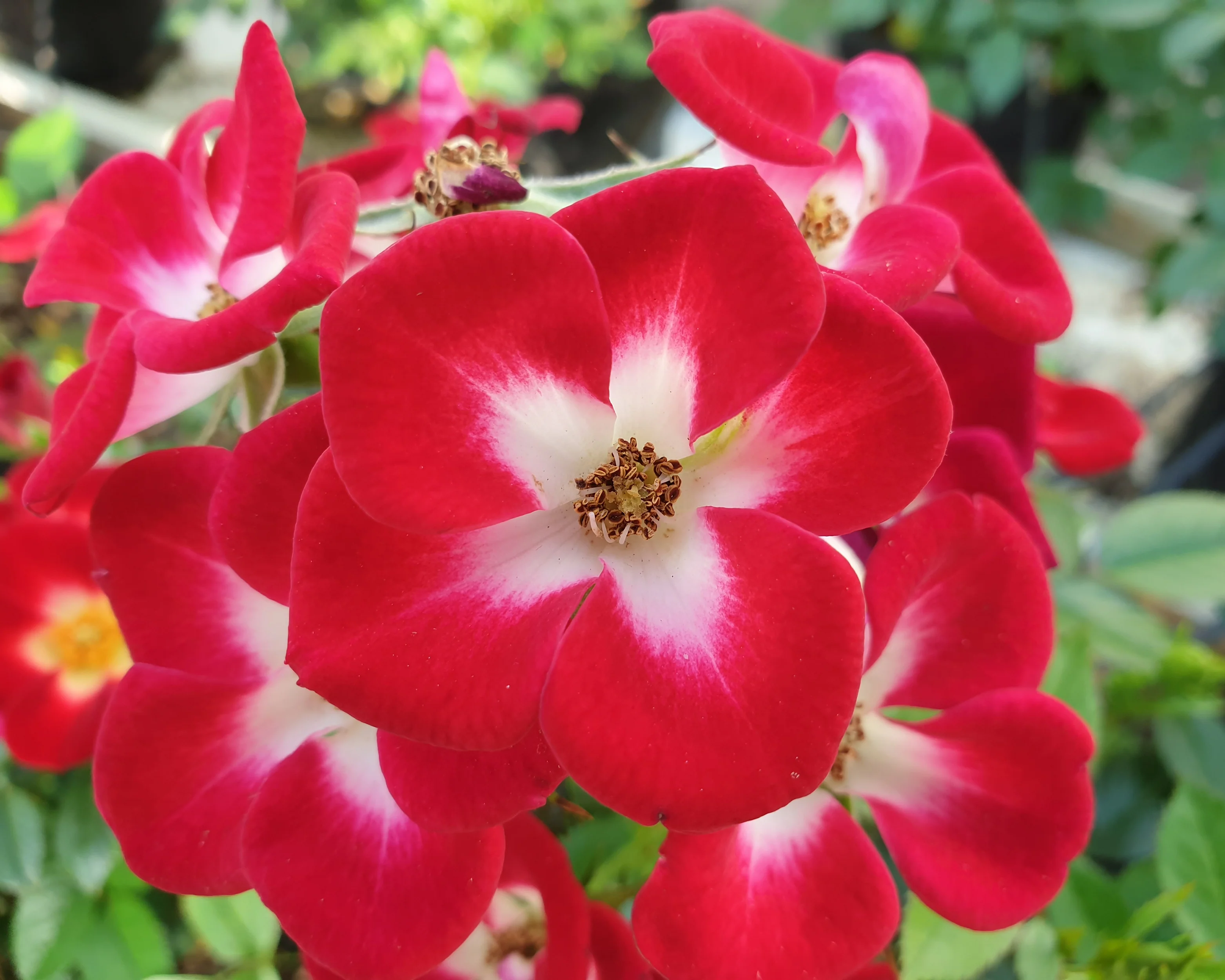 Rosa 'Everglow Ruby' - Image 11