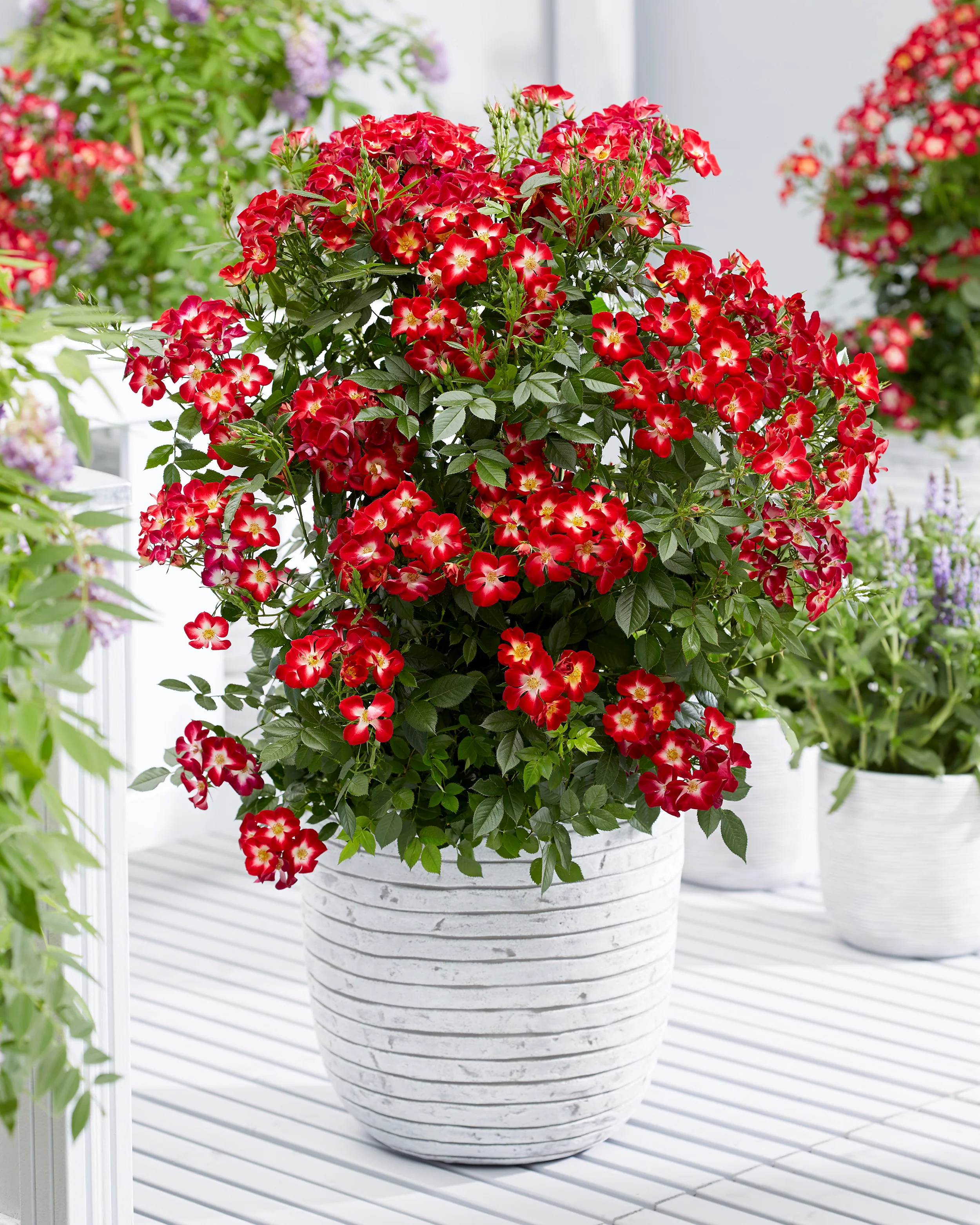 Rosa 'Everglow Ruby' - Image 4