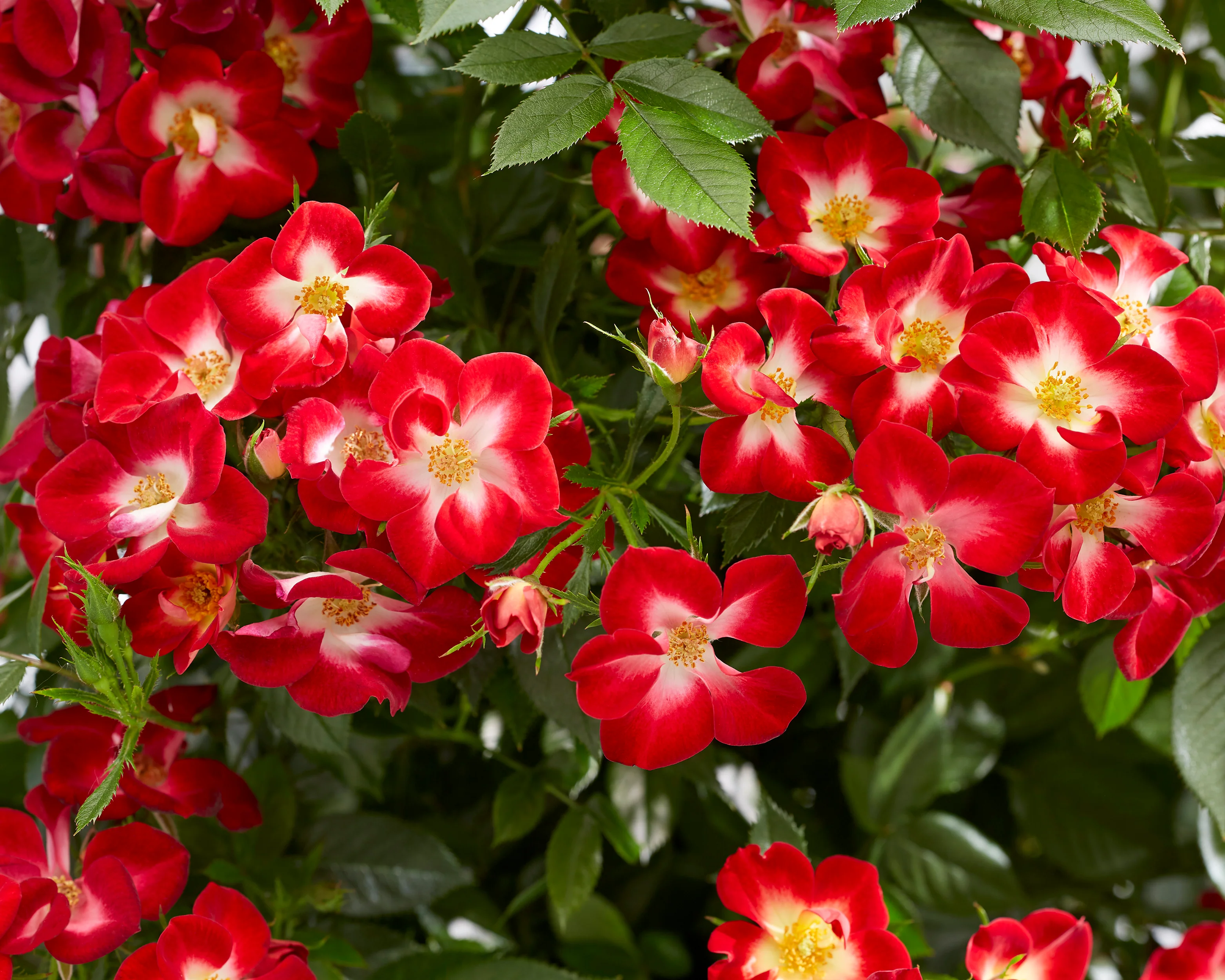 Rosa 'Everglow Ruby' - Image 6