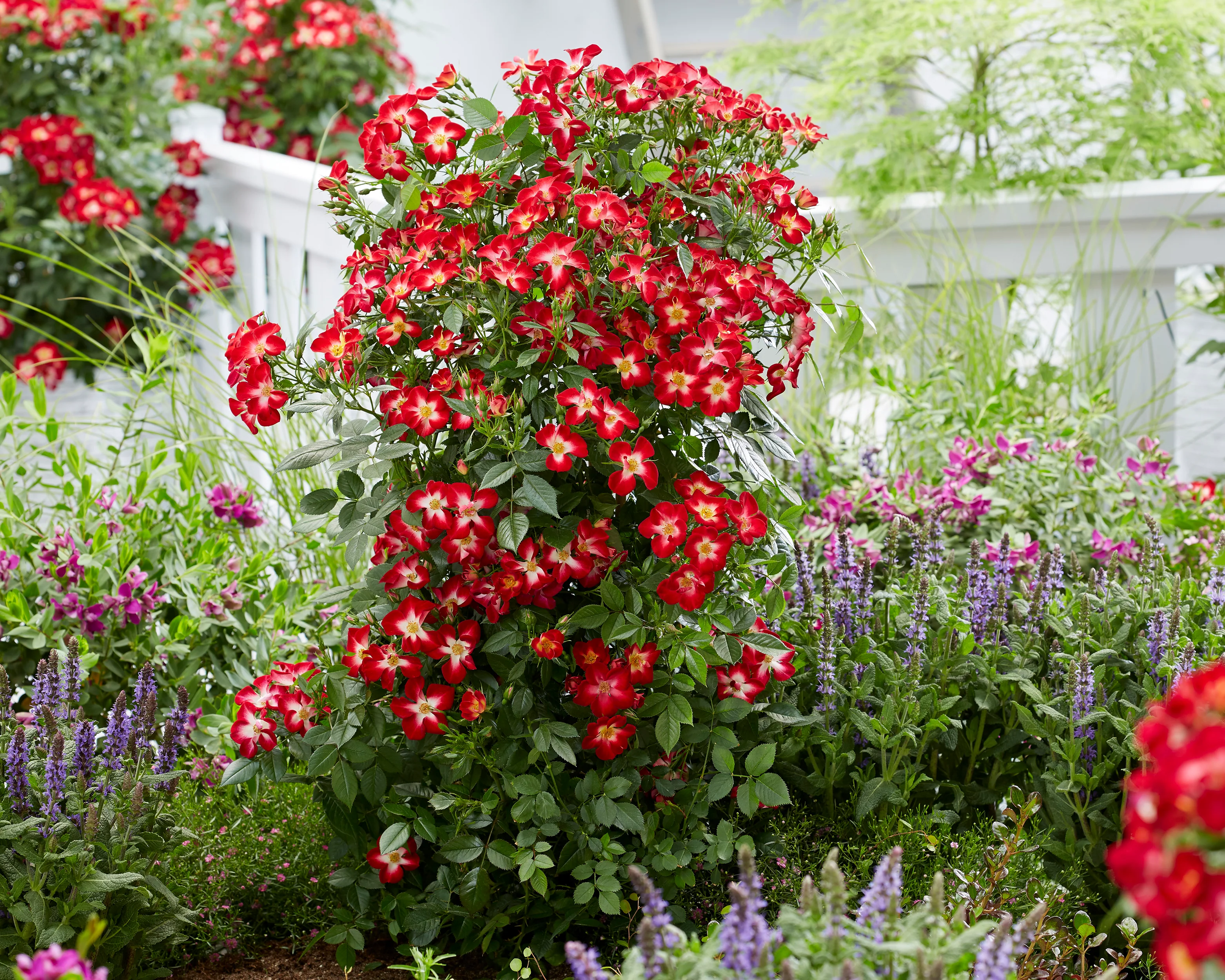 Rosa 'Everglow Ruby' - Image 7