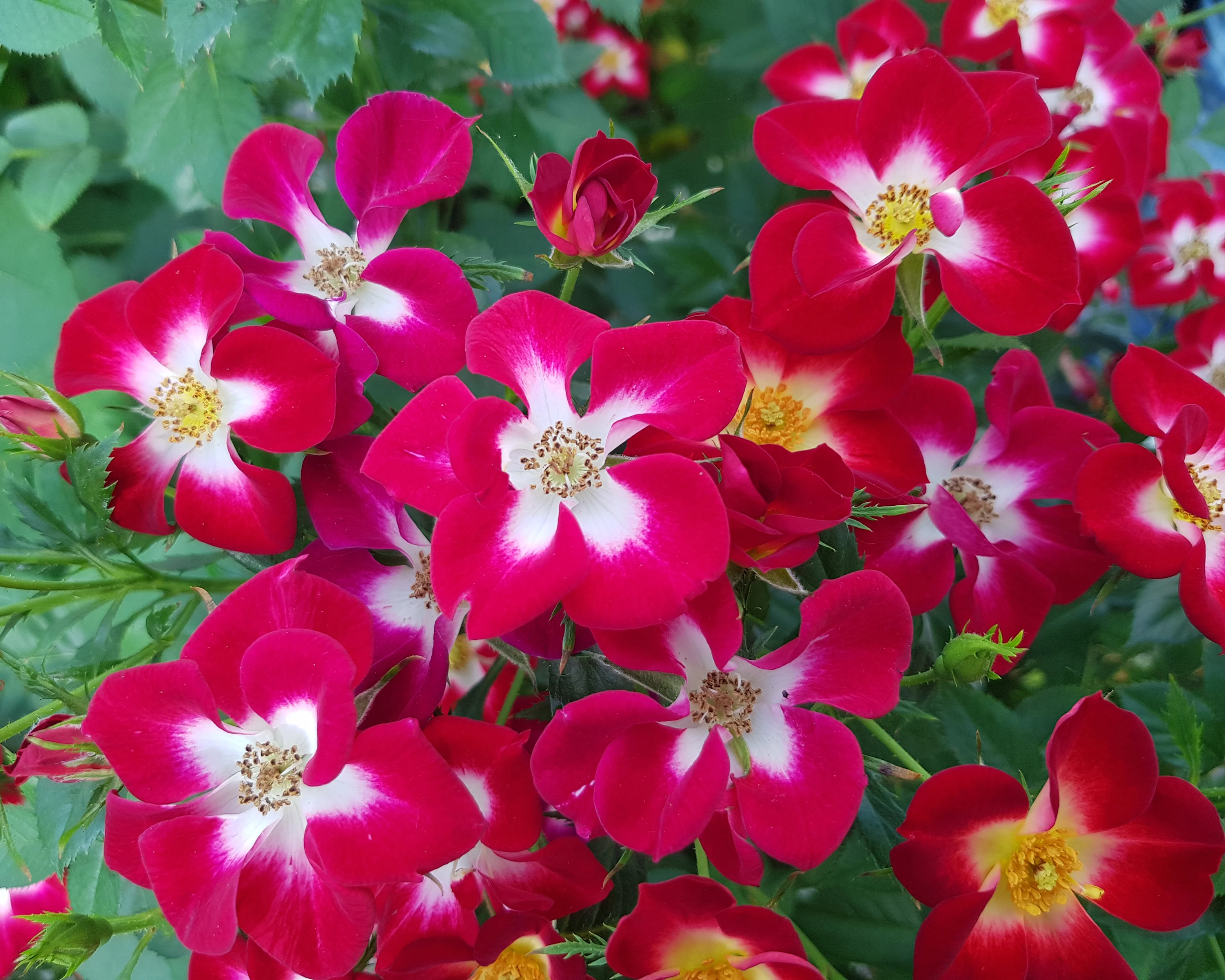 Rosa 'Everglow Ruby' - Image 9