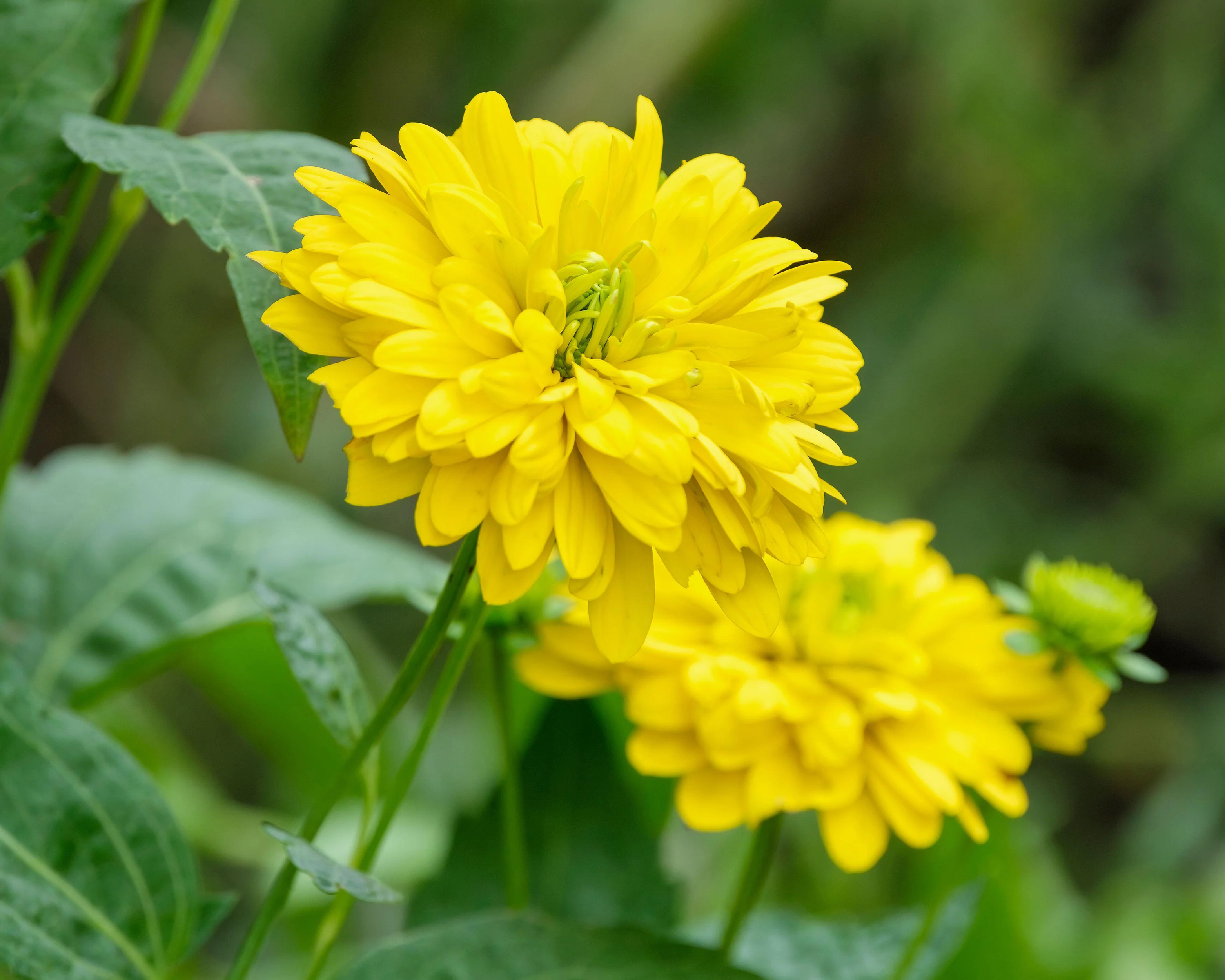 Rudbeckia 'Goldquelle' - Image 6
