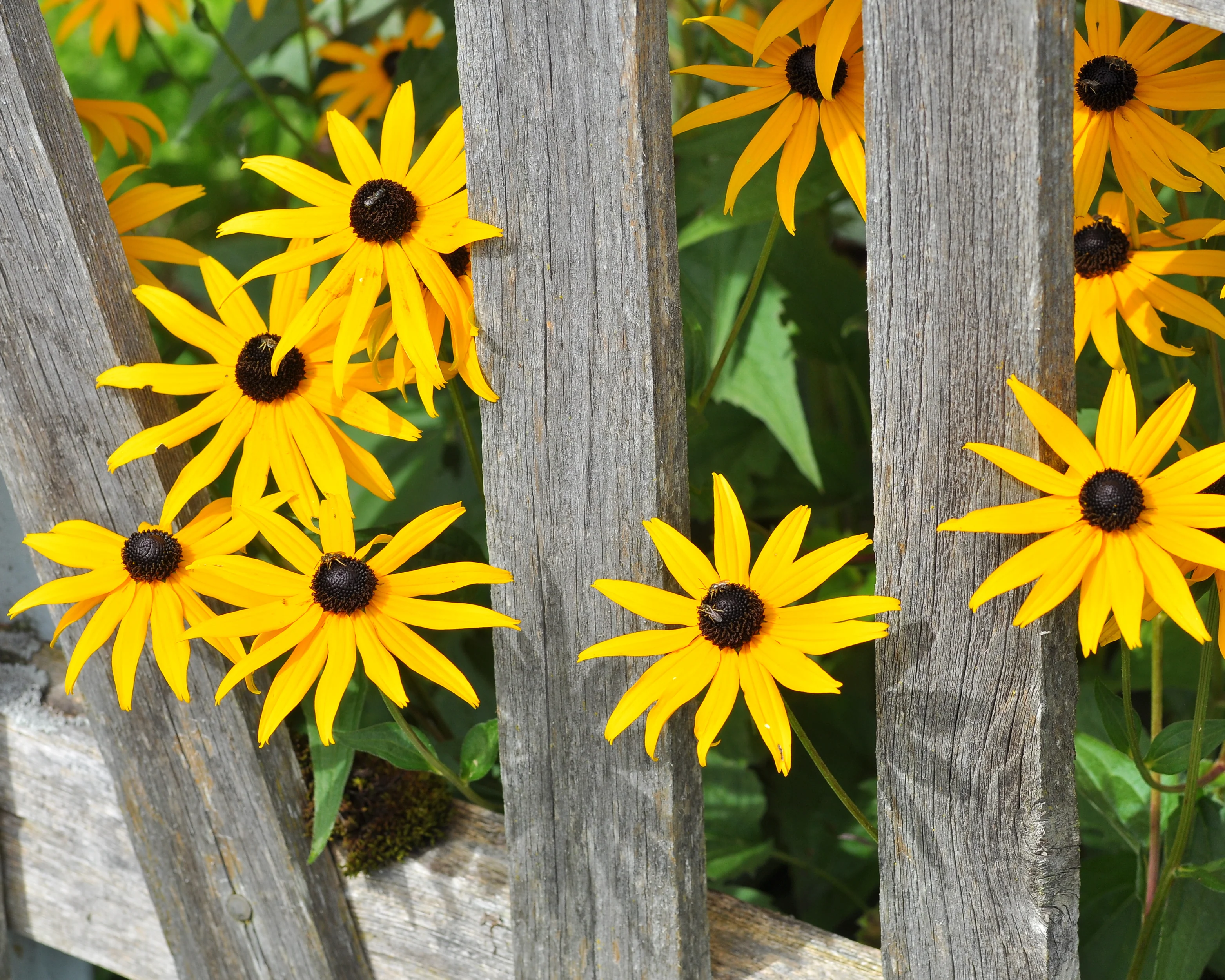 Rudbeckia 'Goldsturm' - Image 4