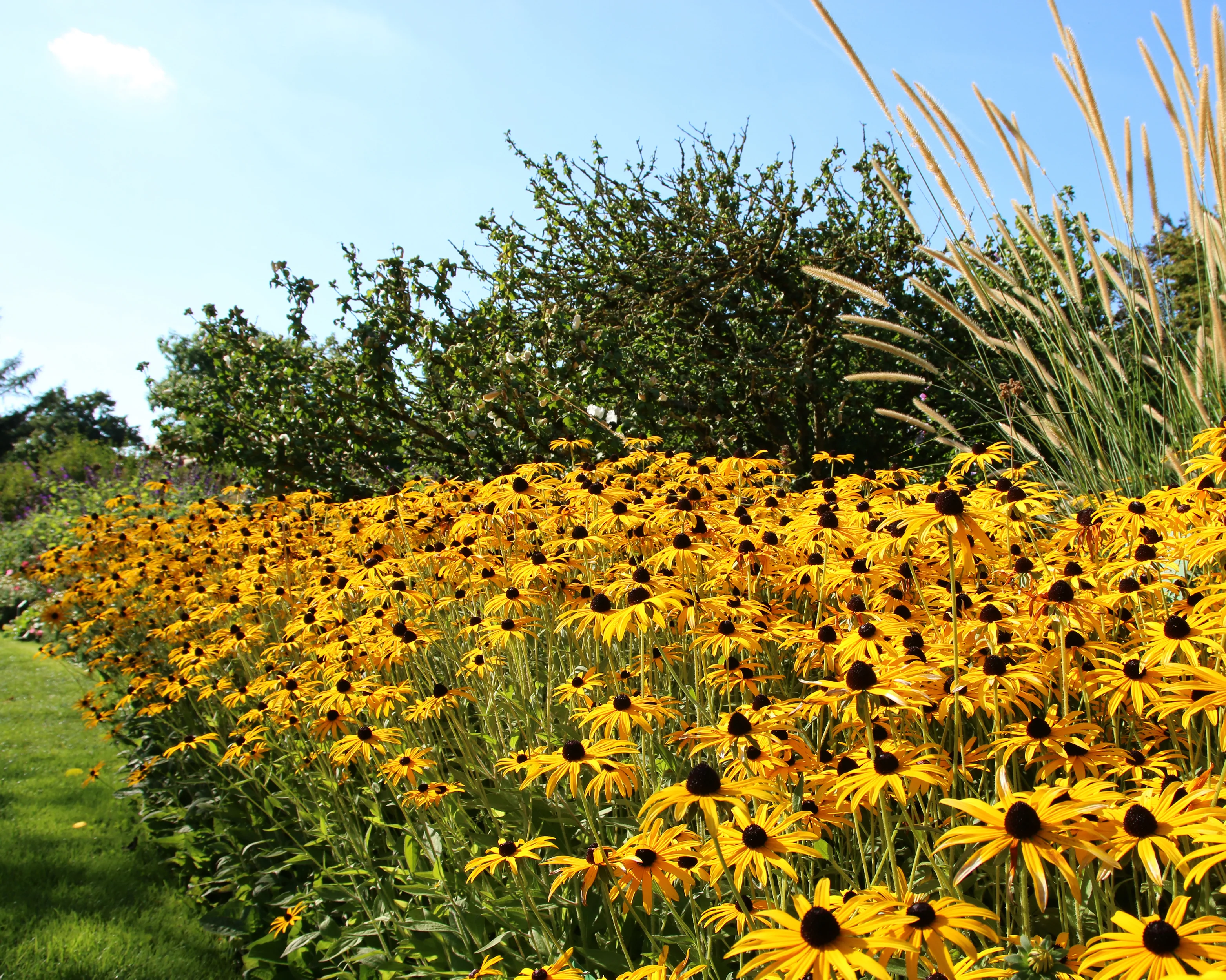 Rudbeckia 'Goldsturm' - Image 5