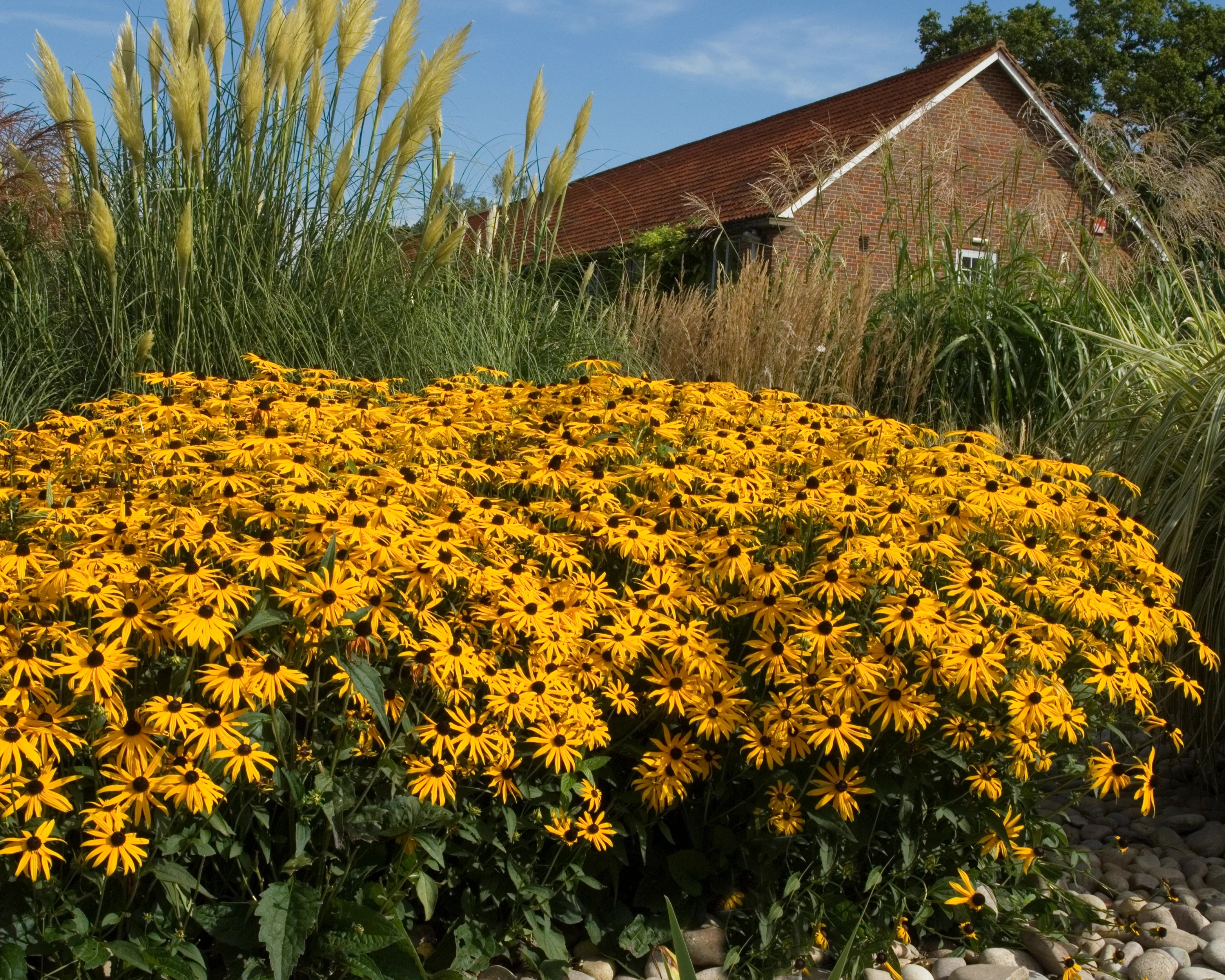 Rudbeckia 'Goldsturm' - Image 7