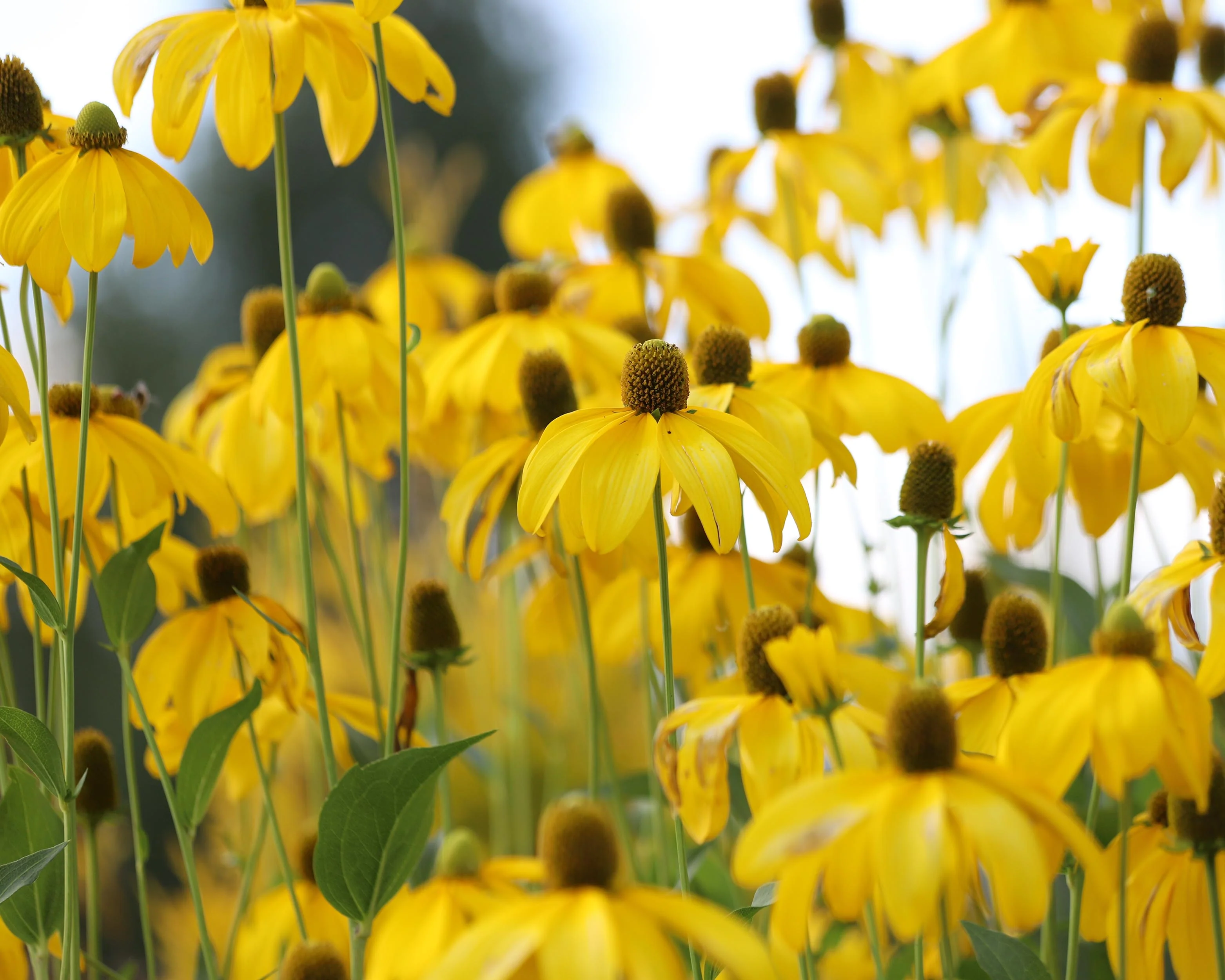 Rudbeckia 'Herbstsonne' - Image 5