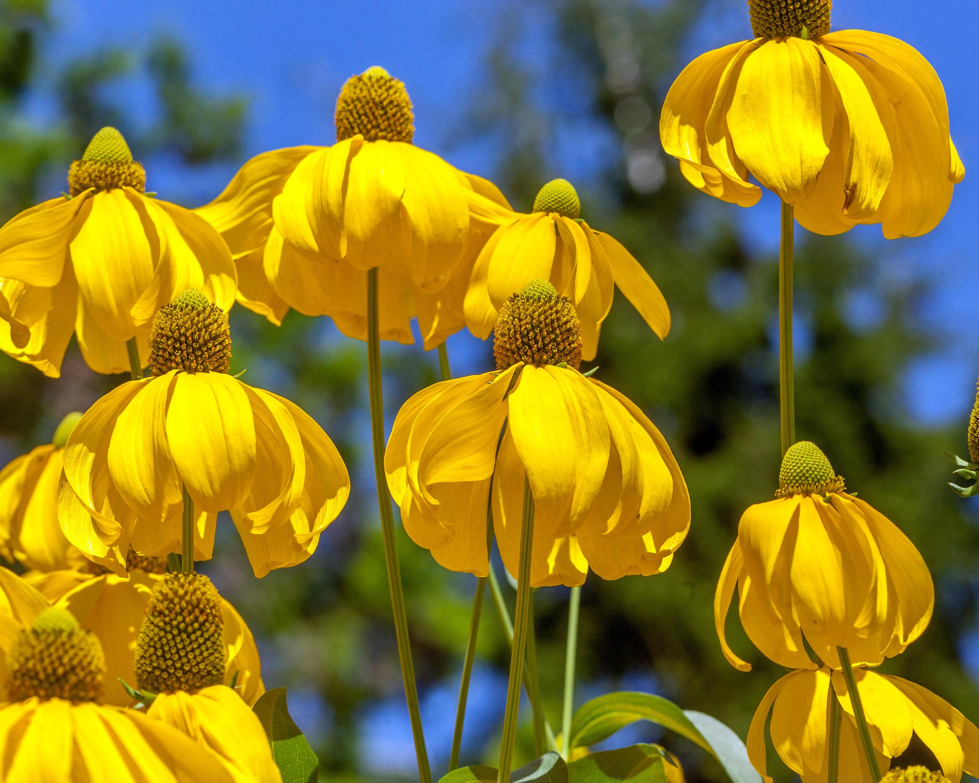 Rudbeckia 'Herbstsonne' - Image 6