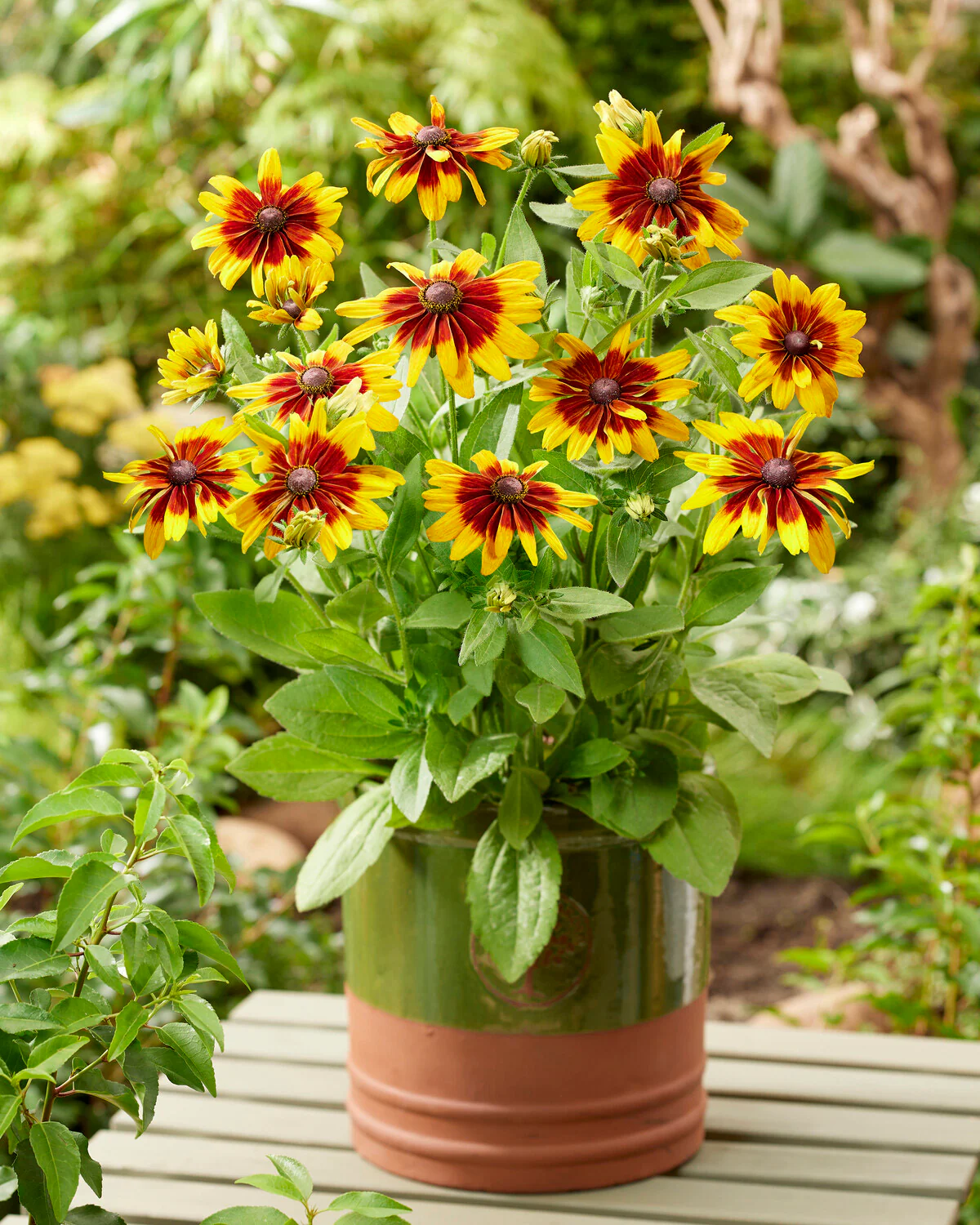 Rudbeckia 'MiniBeckia Flame' - Image 4