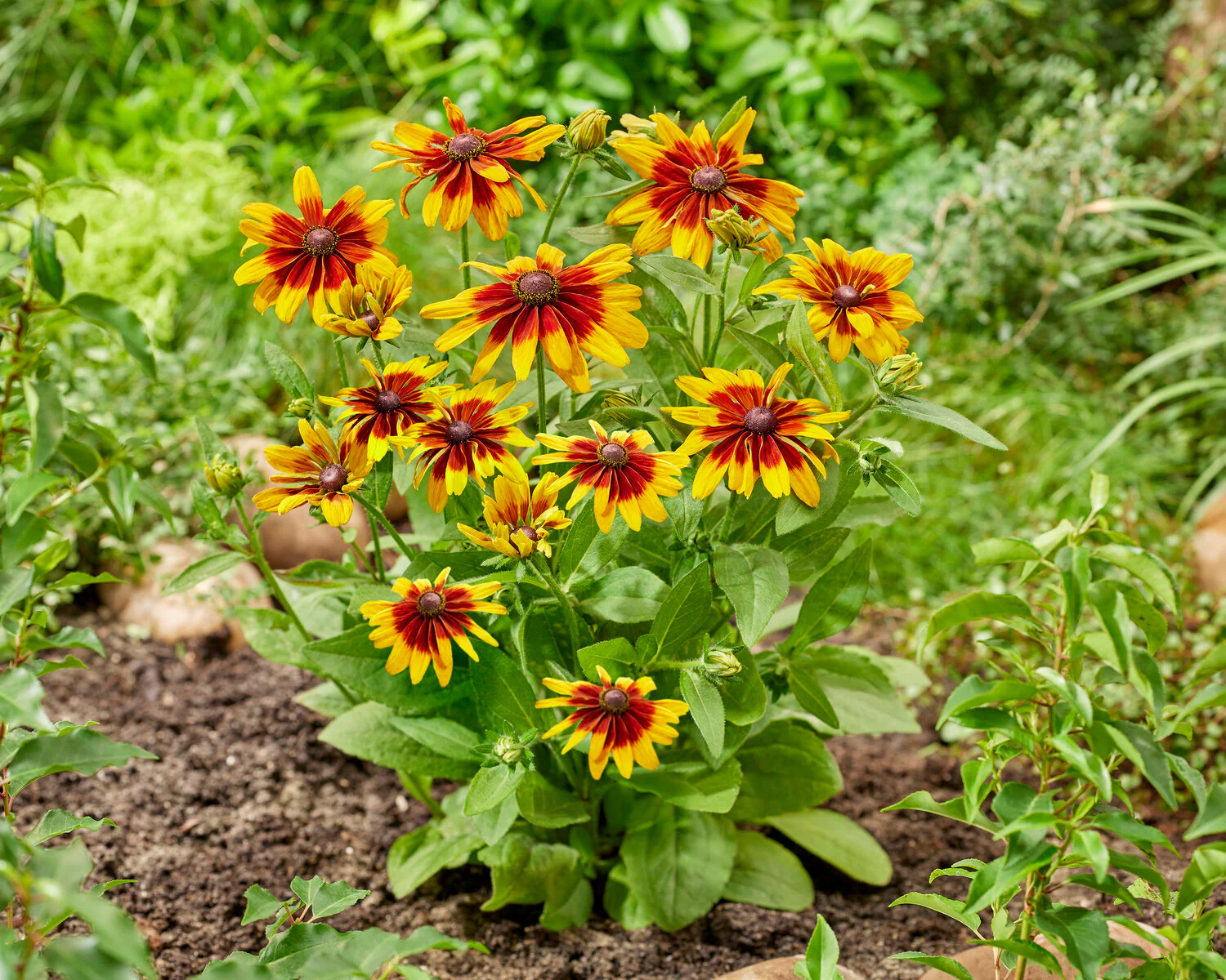 Rudbeckia 'MiniBeckia Flame' - Image 5