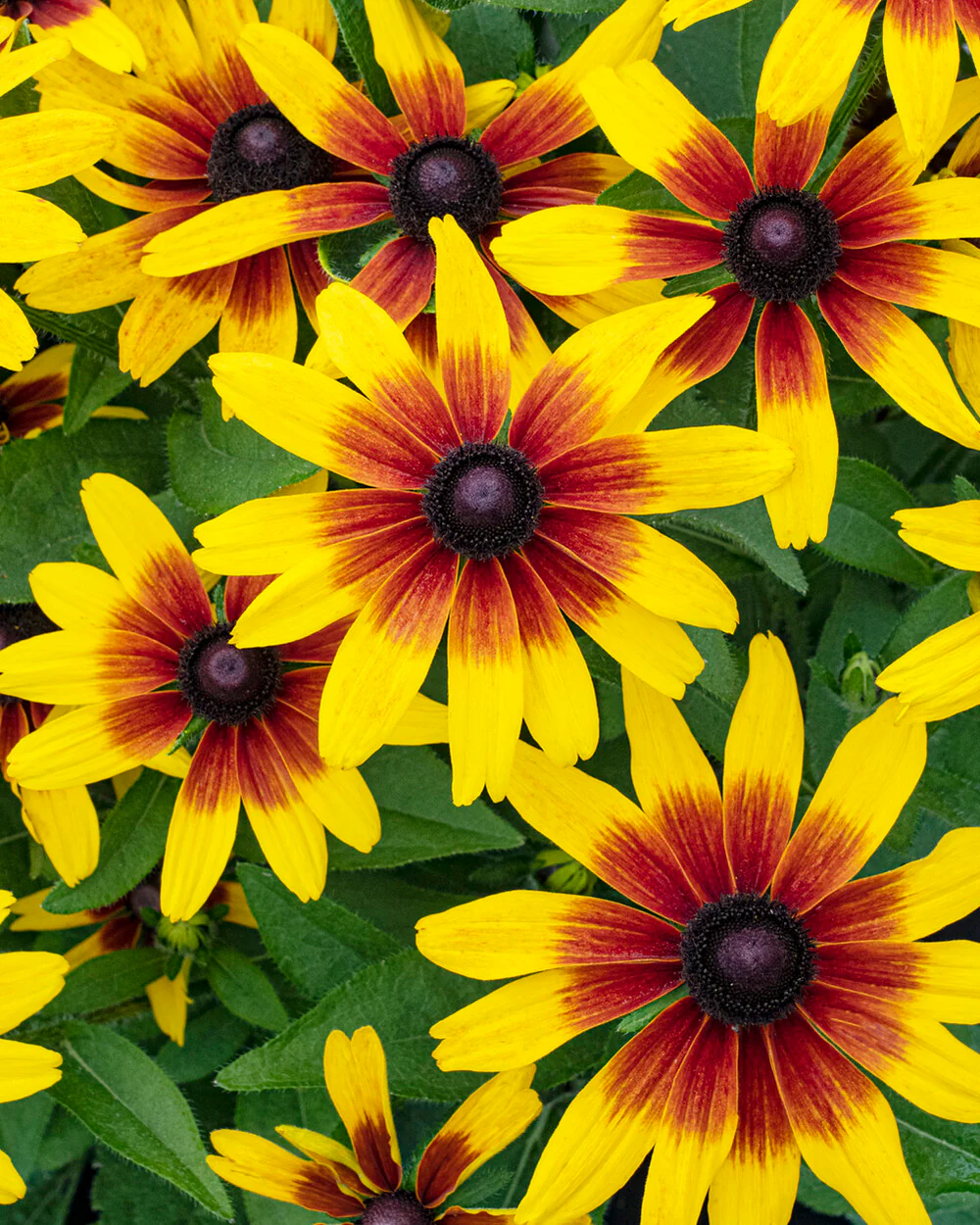 Rudbeckia 'MiniBeckia Flame' - Image 6