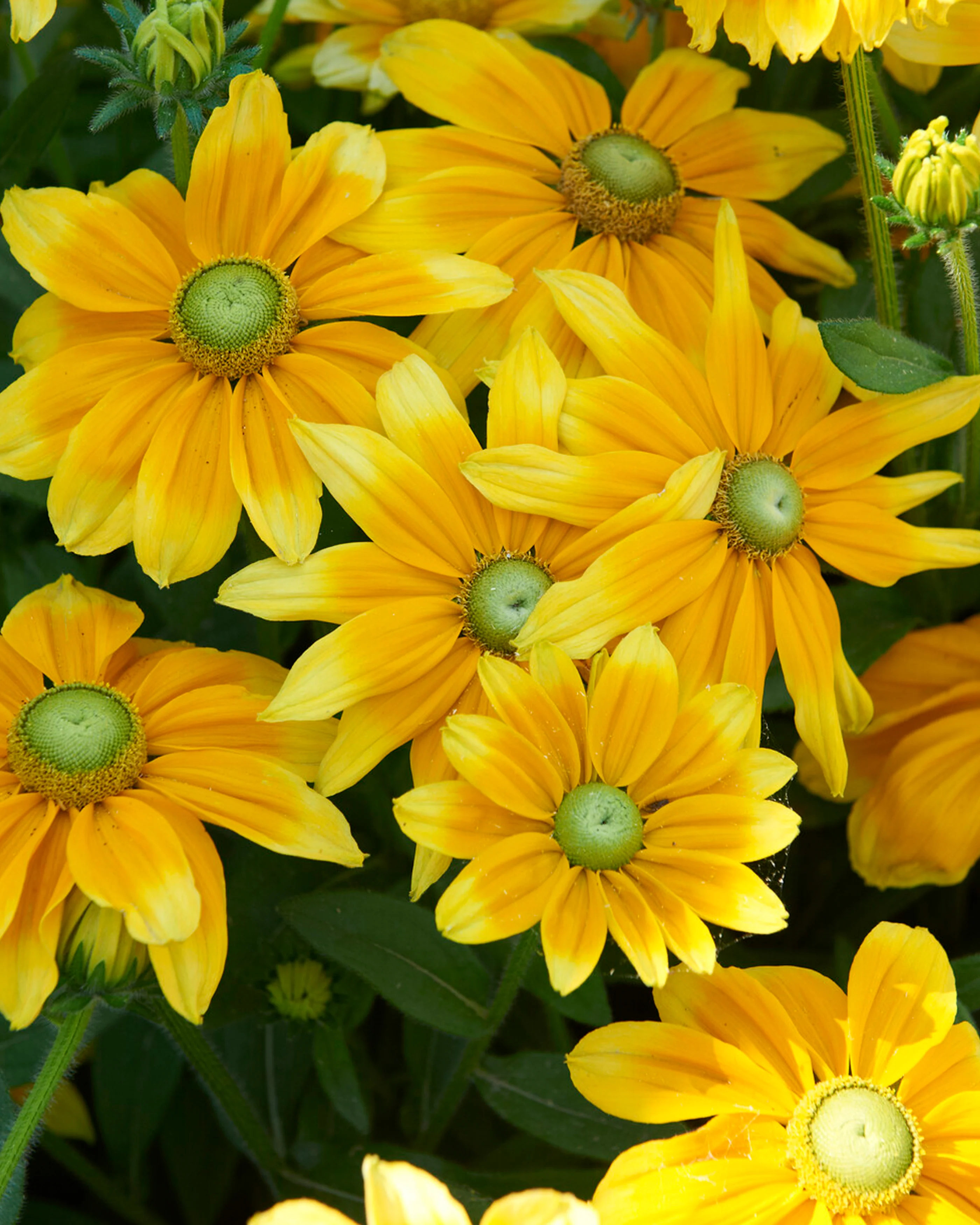 Rudbeckia 'Prairie Sun' - Image 6