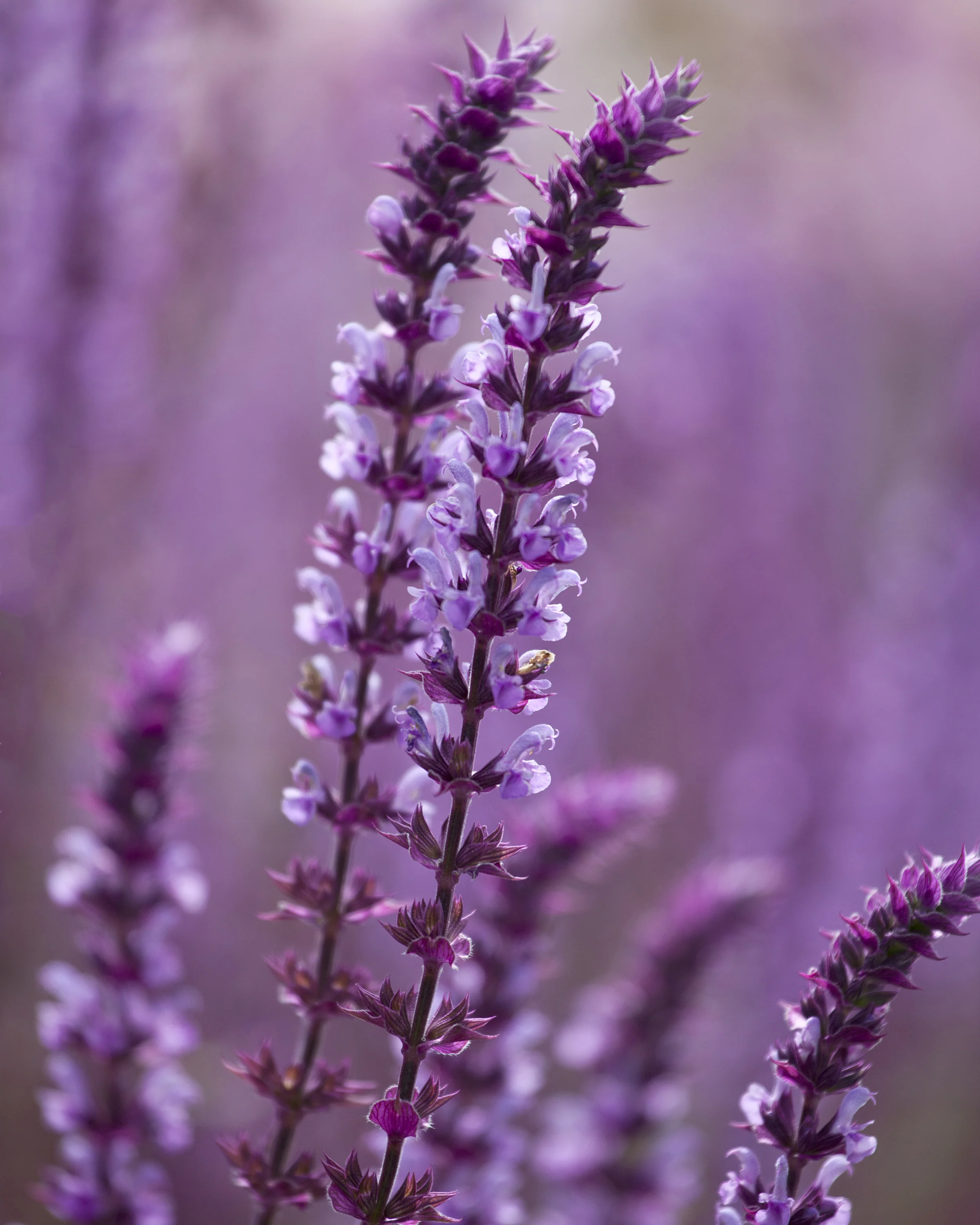 Salvia 'Amethyst' - Image 3
