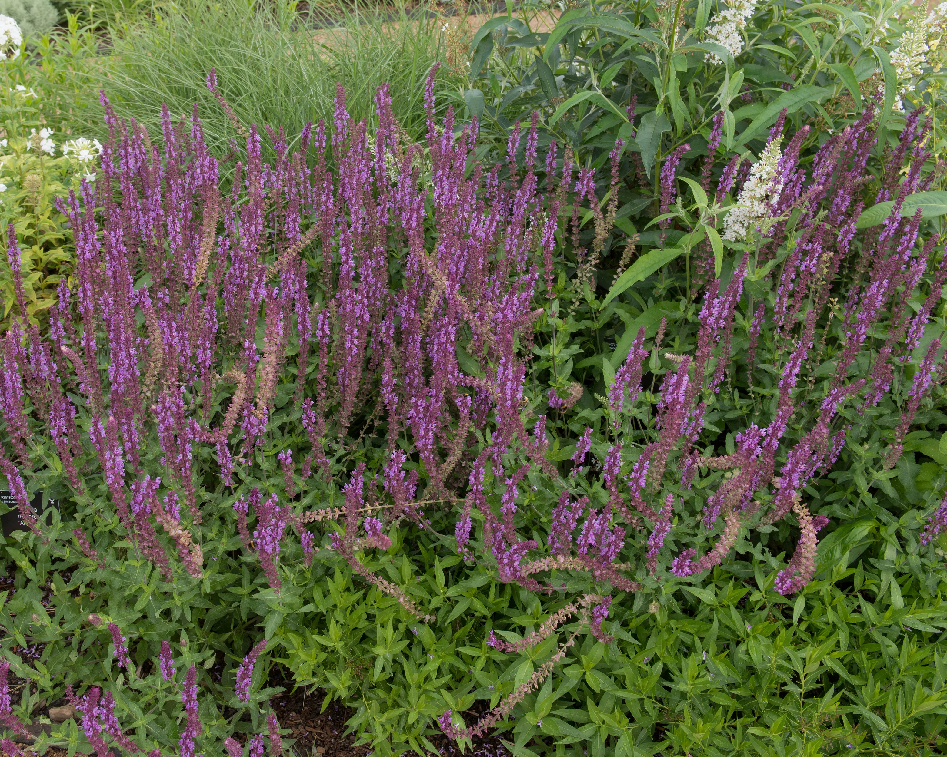 Salvia 'Amethyst' - Image 6
