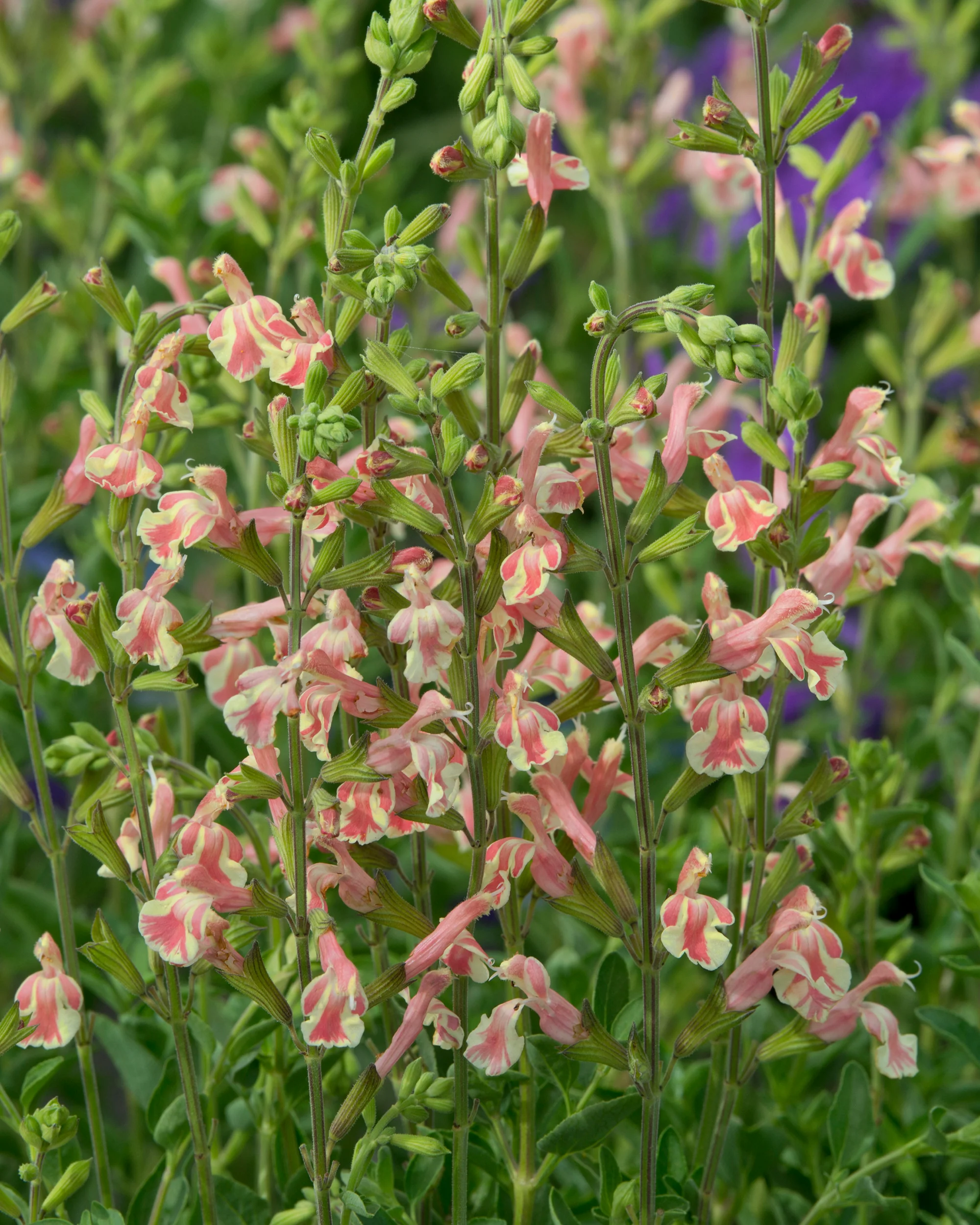 Salvia 'Belle de Loire' - Image 4