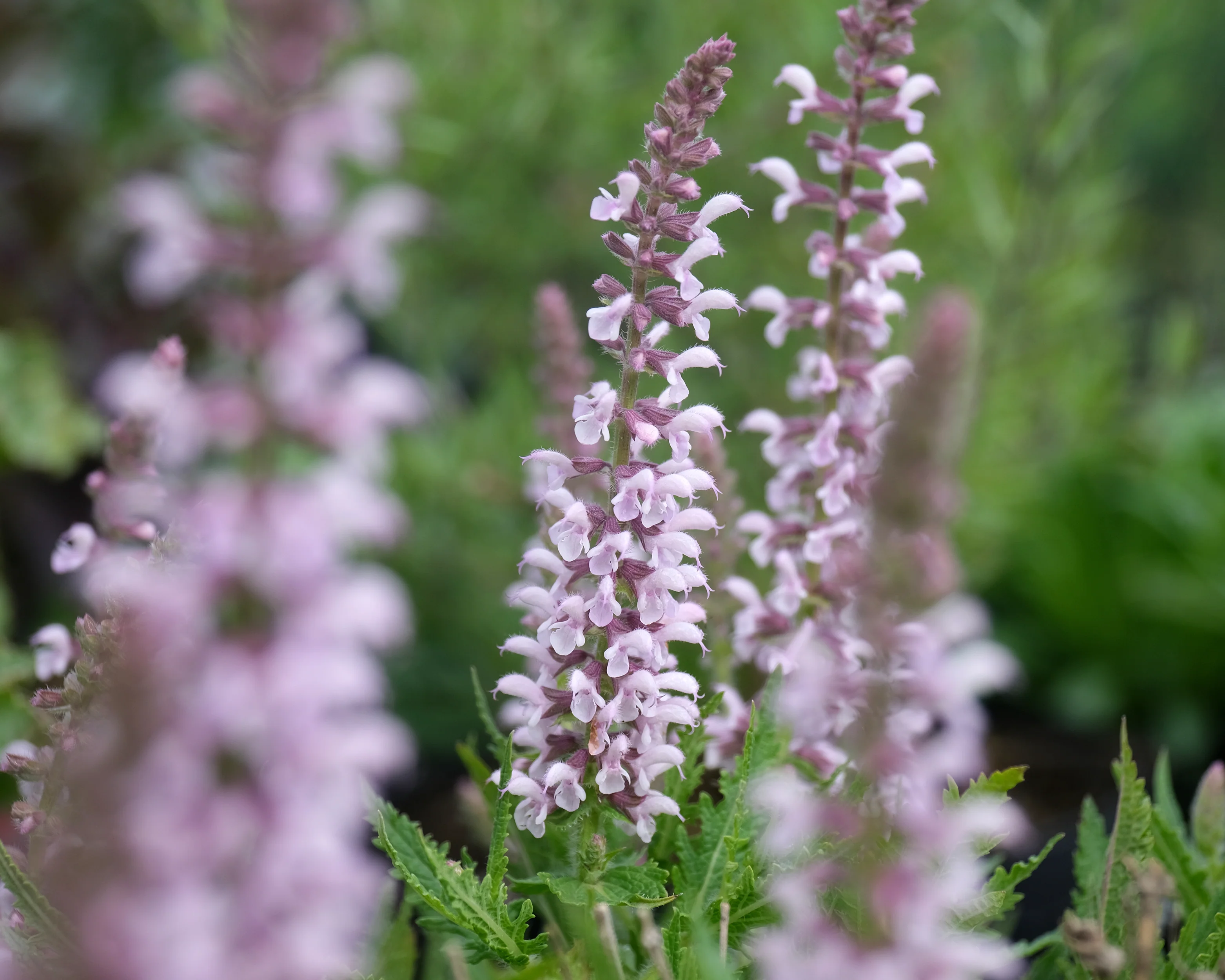 Salvia 'Feathers Flamingo' - Image 3