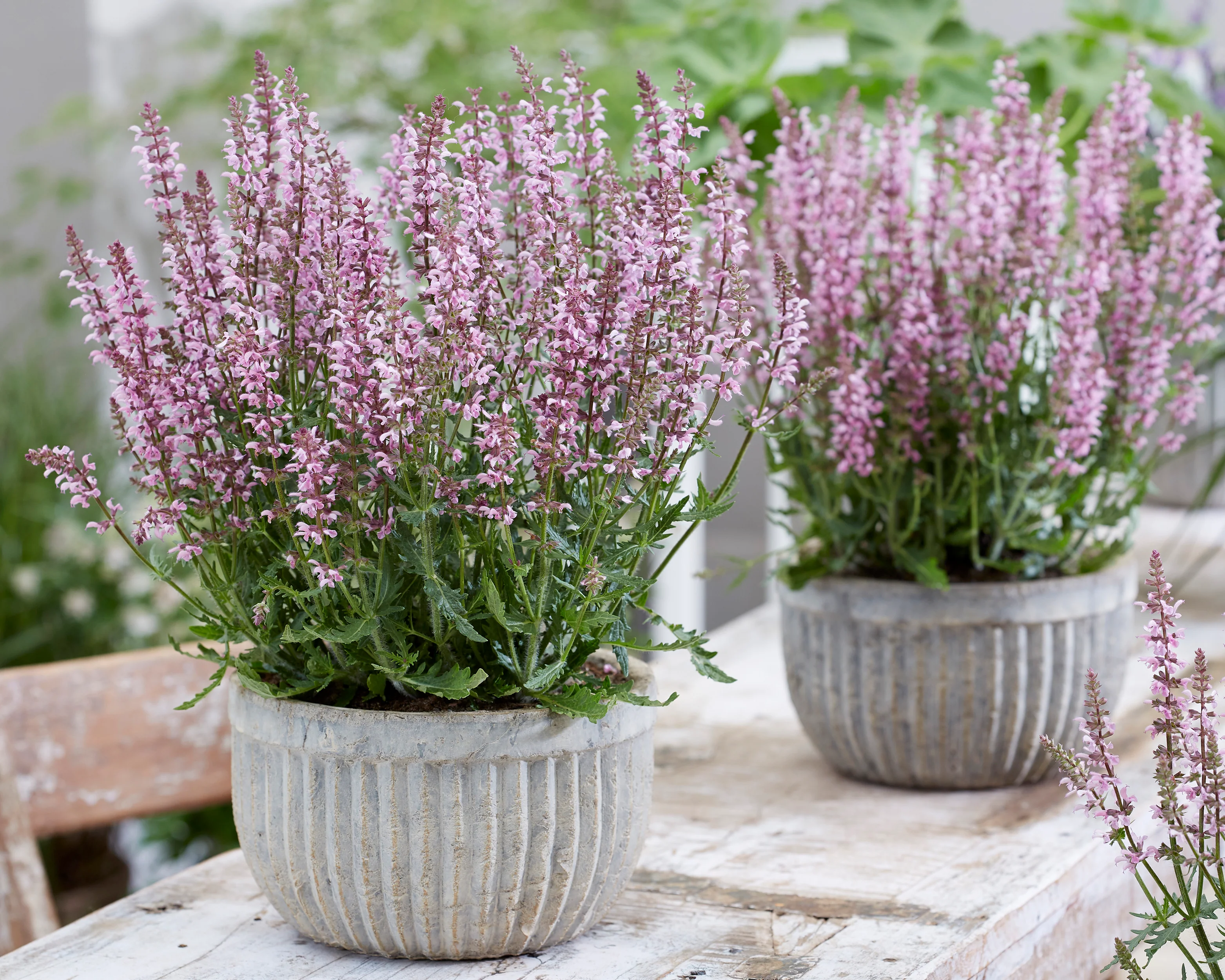 Salvia 'Feathers Flamingo' - Image 4
