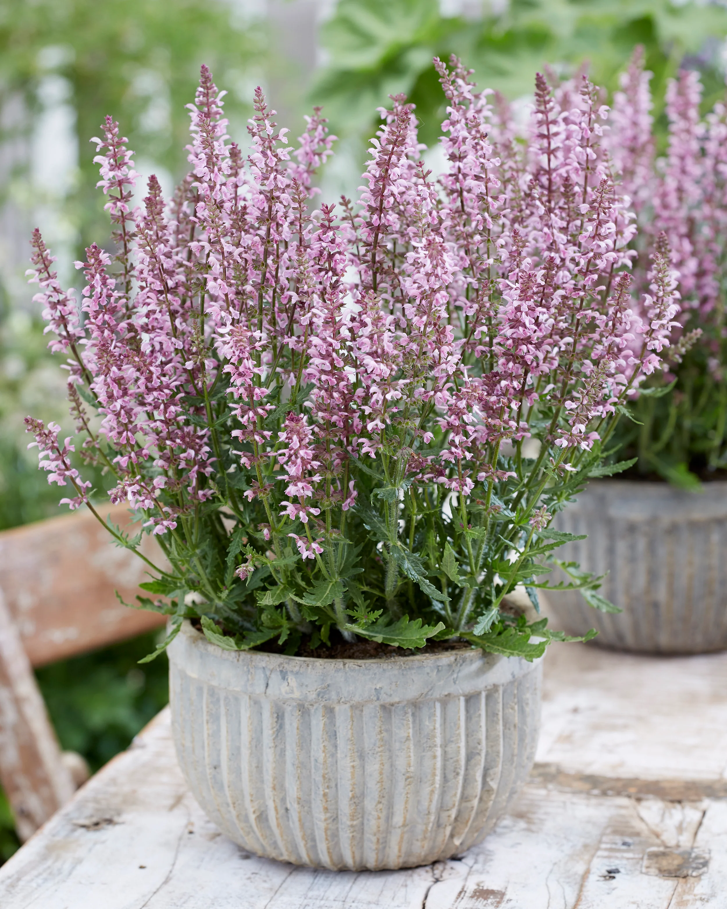 Salvia 'Feathers Flamingo' - Image 6