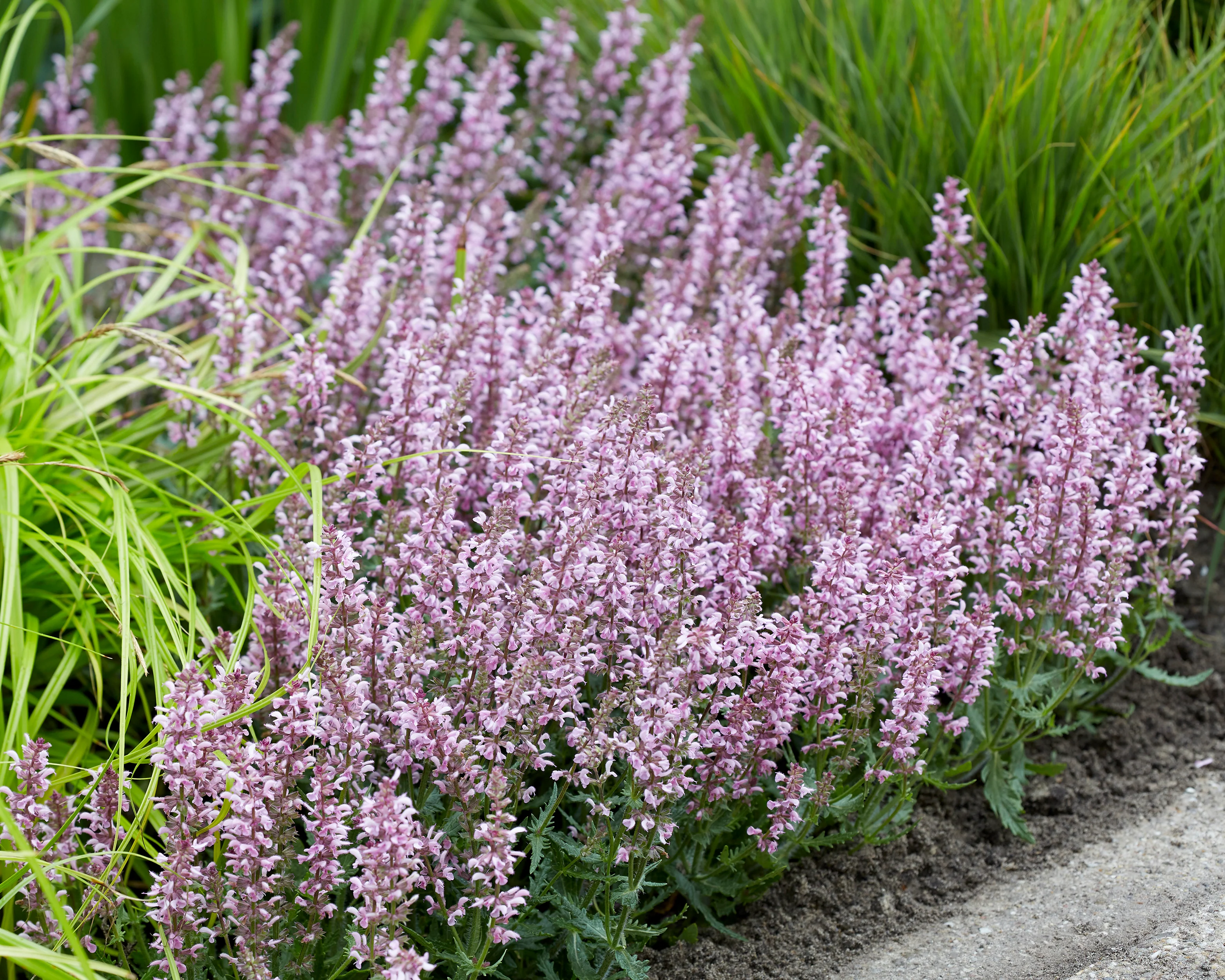 Salvia 'Feathers Flamingo' - Image 7