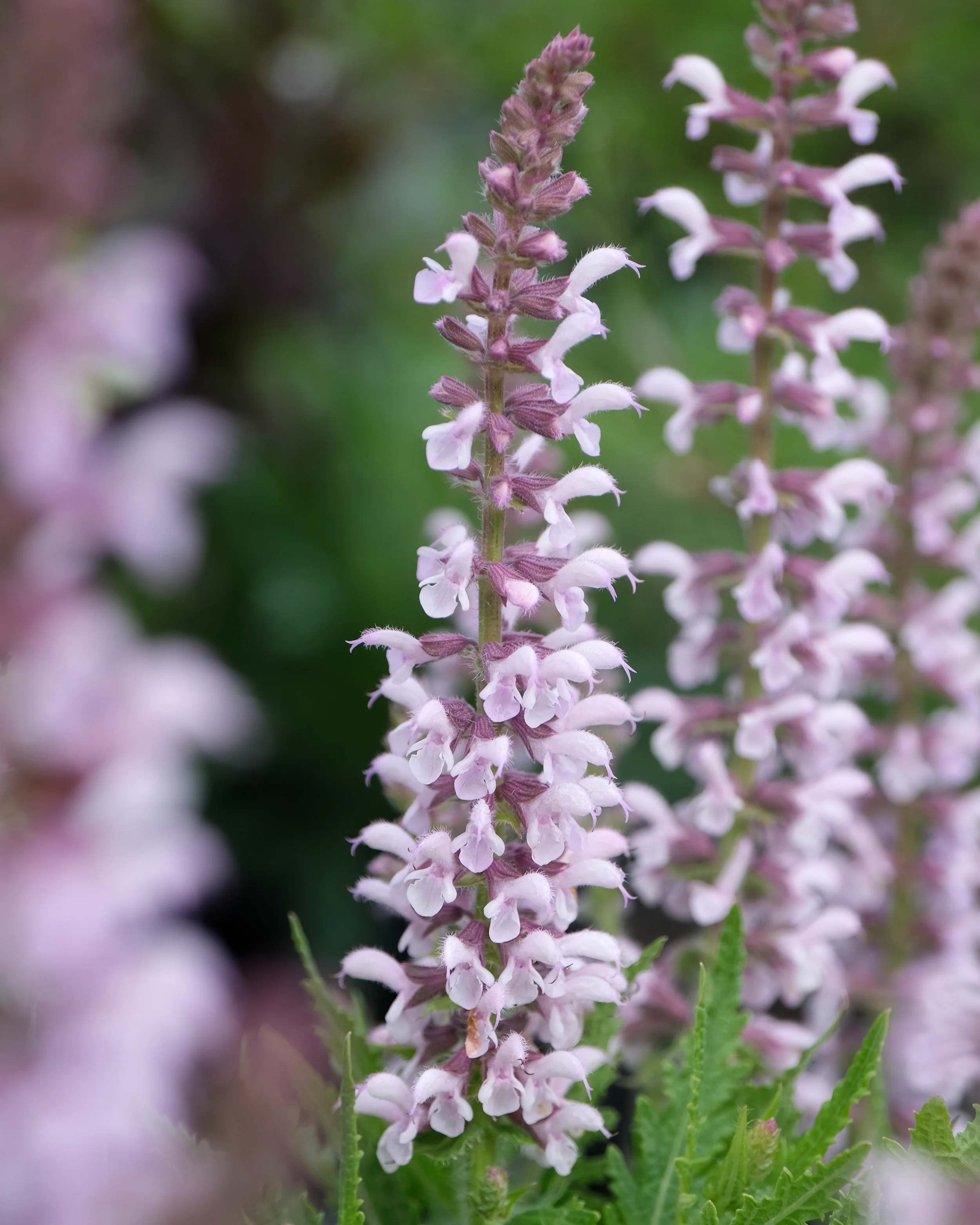 Salvia 'Feathers Flamingo' - Image 8