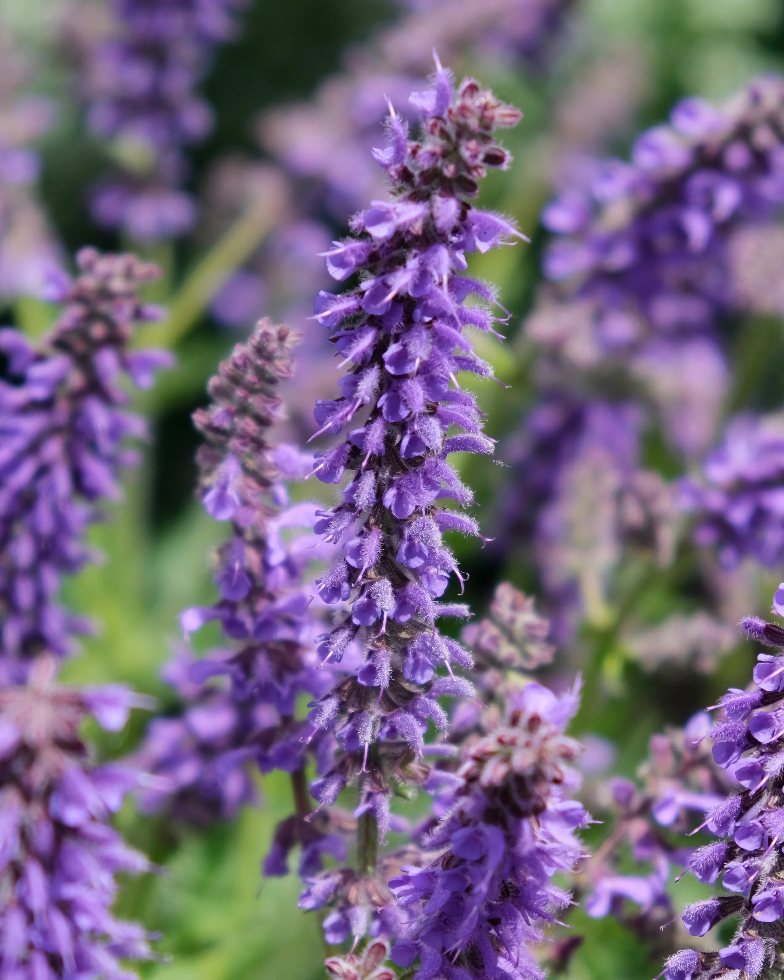 Salvia 'Feathers Peacock' - Image 3