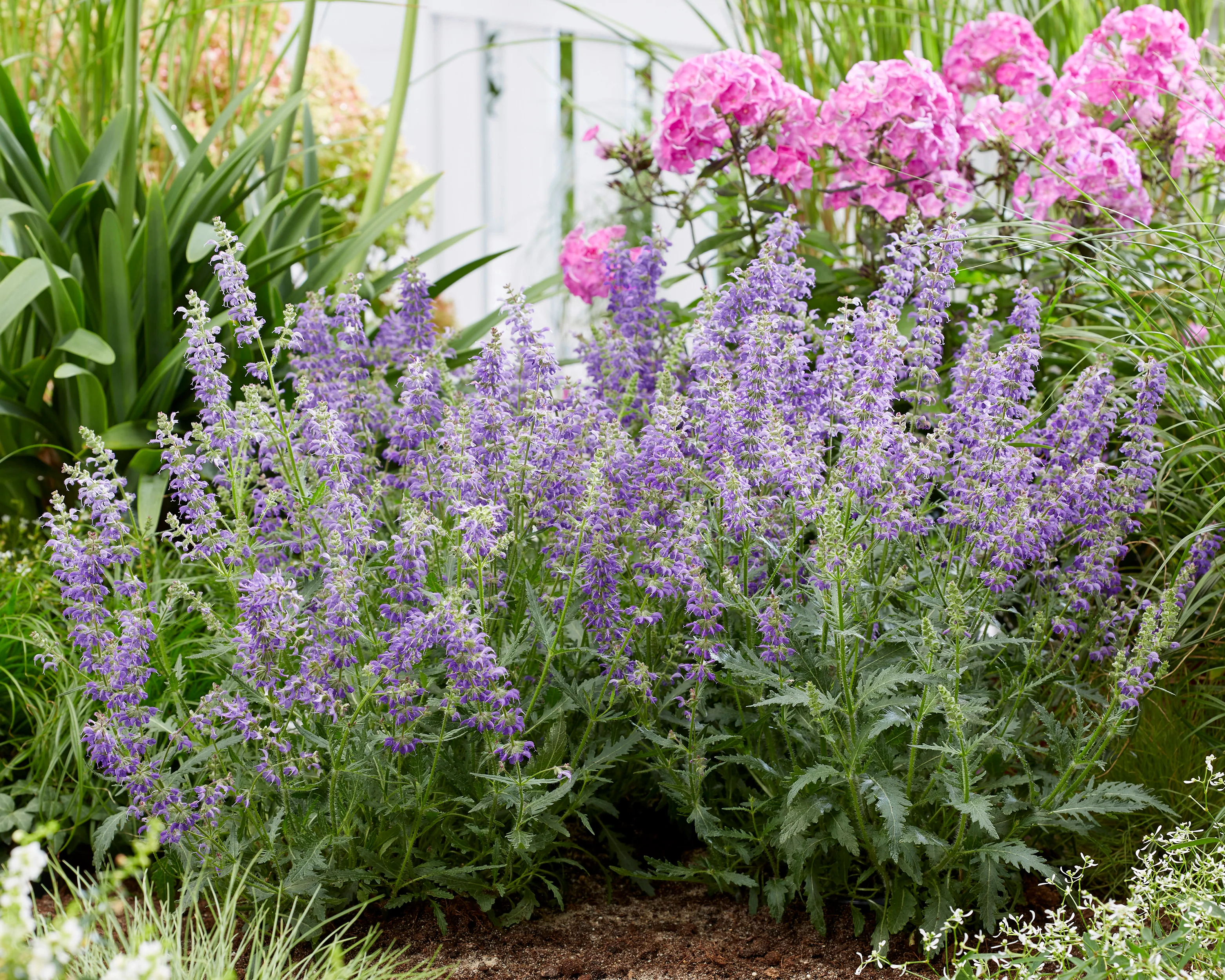 Salvia 'Feathers Peacock' - Image 7