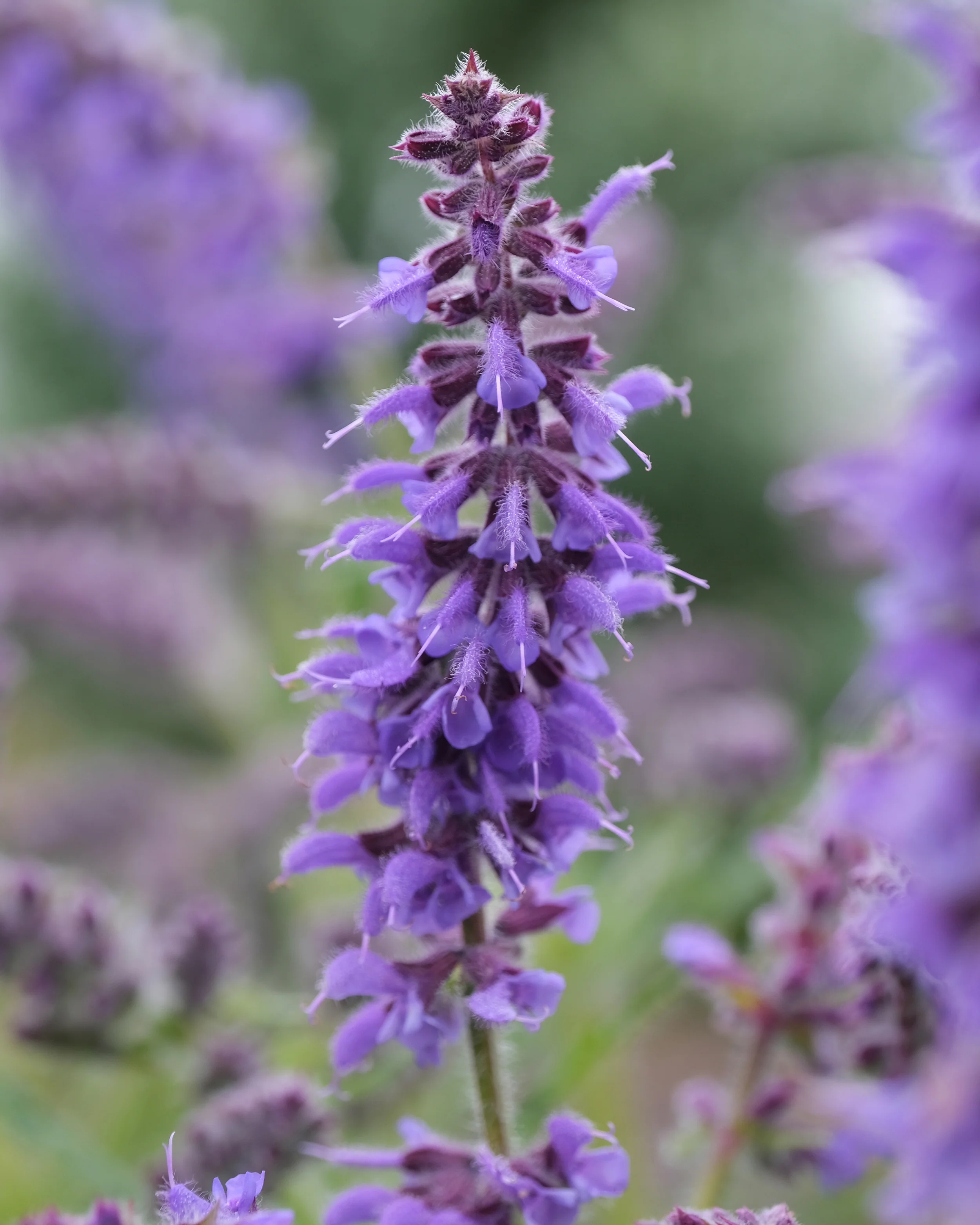 Salvia 'Feathers Peacock' - Image 8