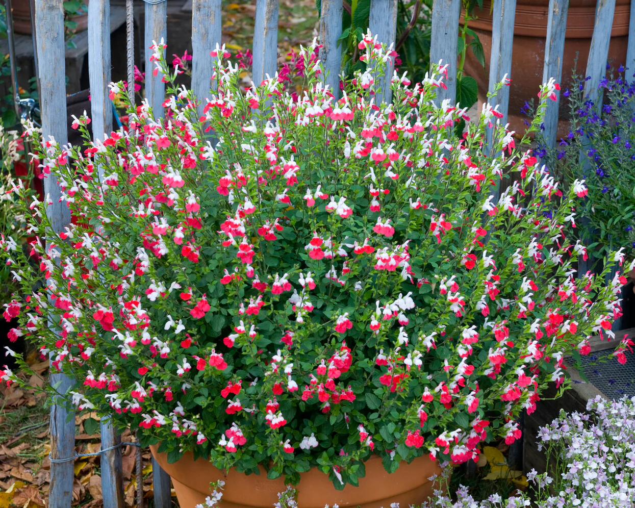 Salvia 'Hot Lips' - Image 12