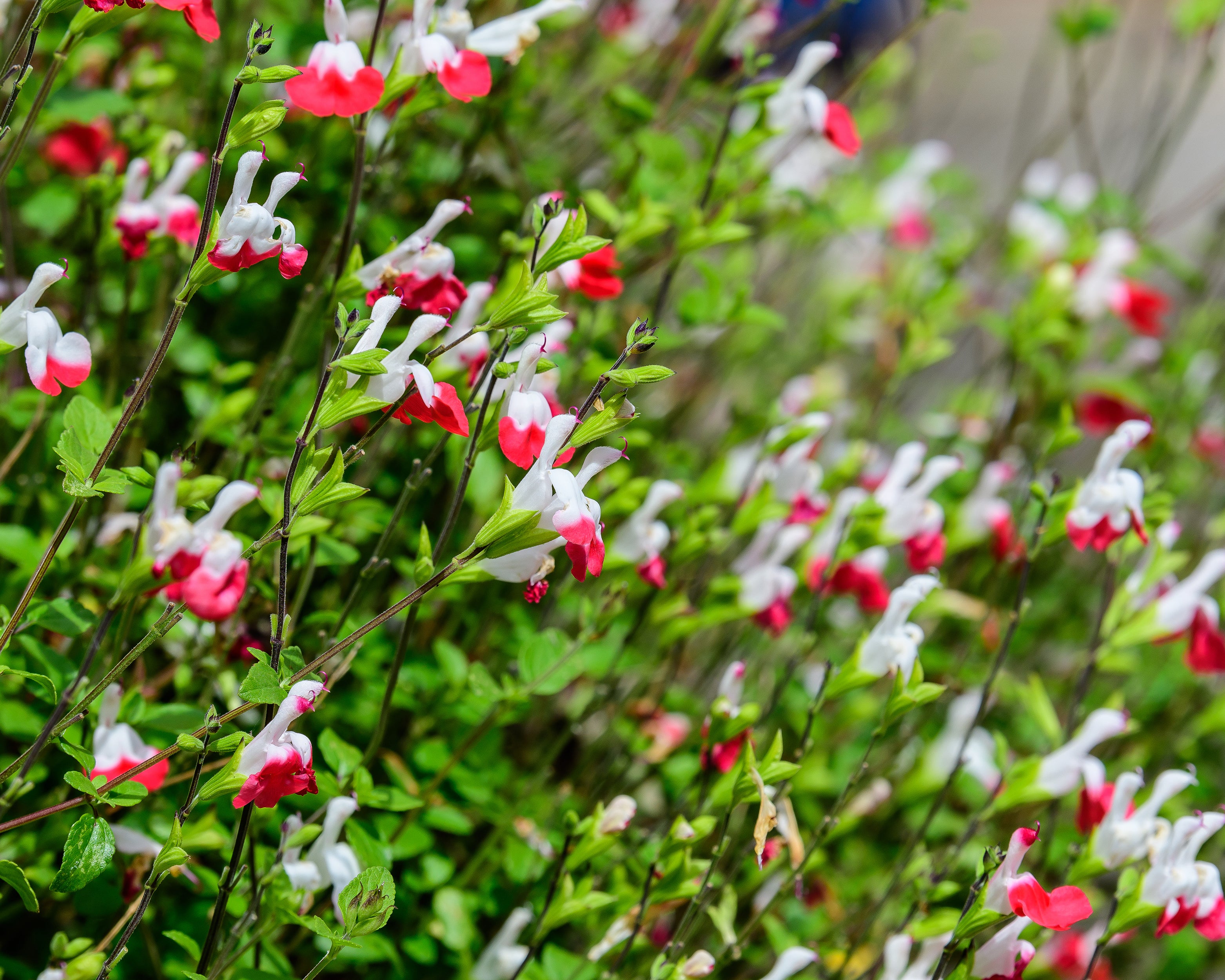 Salvia 'Hot Lips' - Image 4