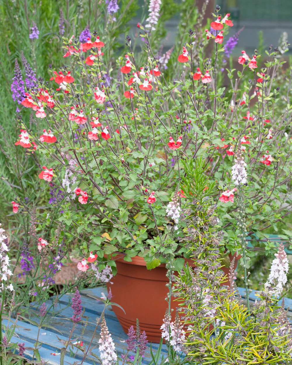 Salvia 'Hot Lips' - Image 6