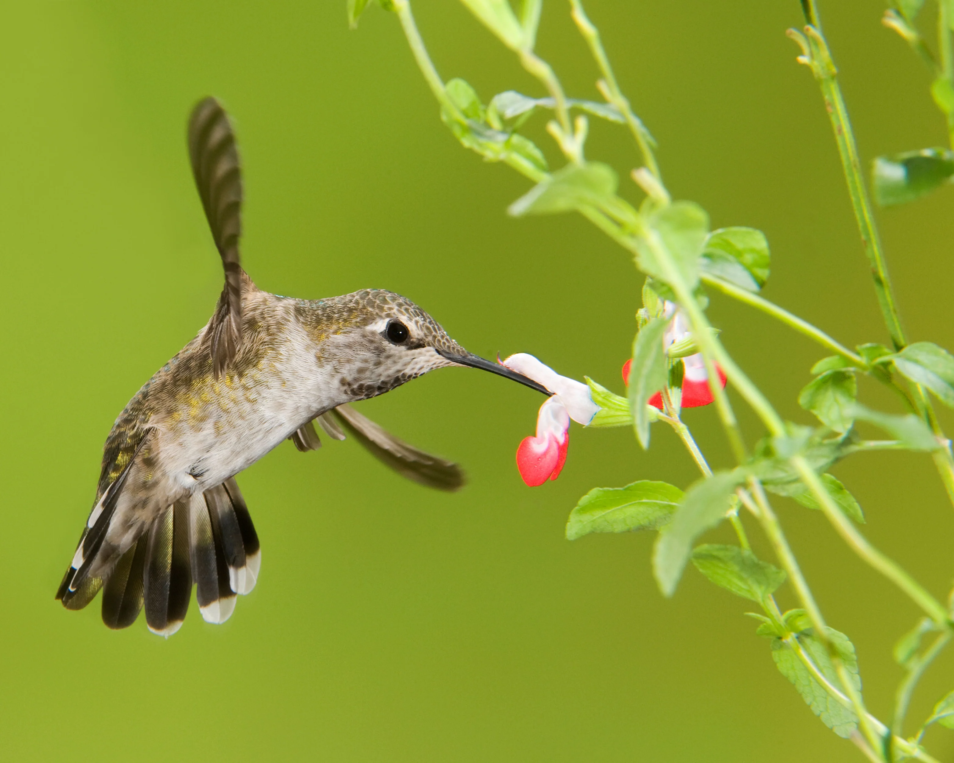 Salvia 'Hot Lips' - Image 7