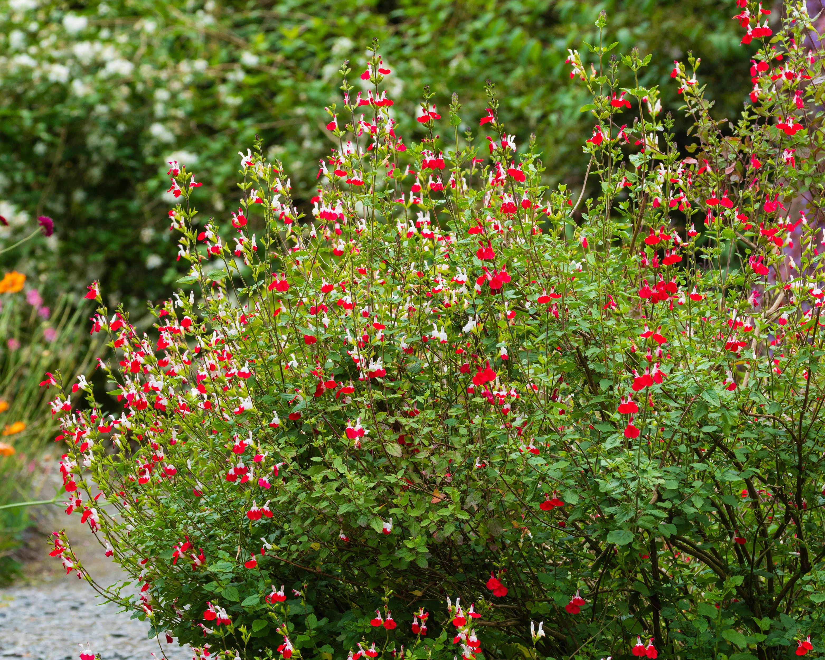 Salvia 'Hot Lips' - Image 9