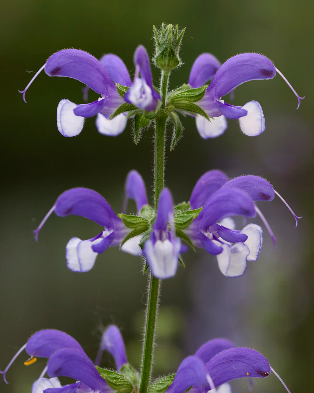 Salvia 'Madeline' - Image 3