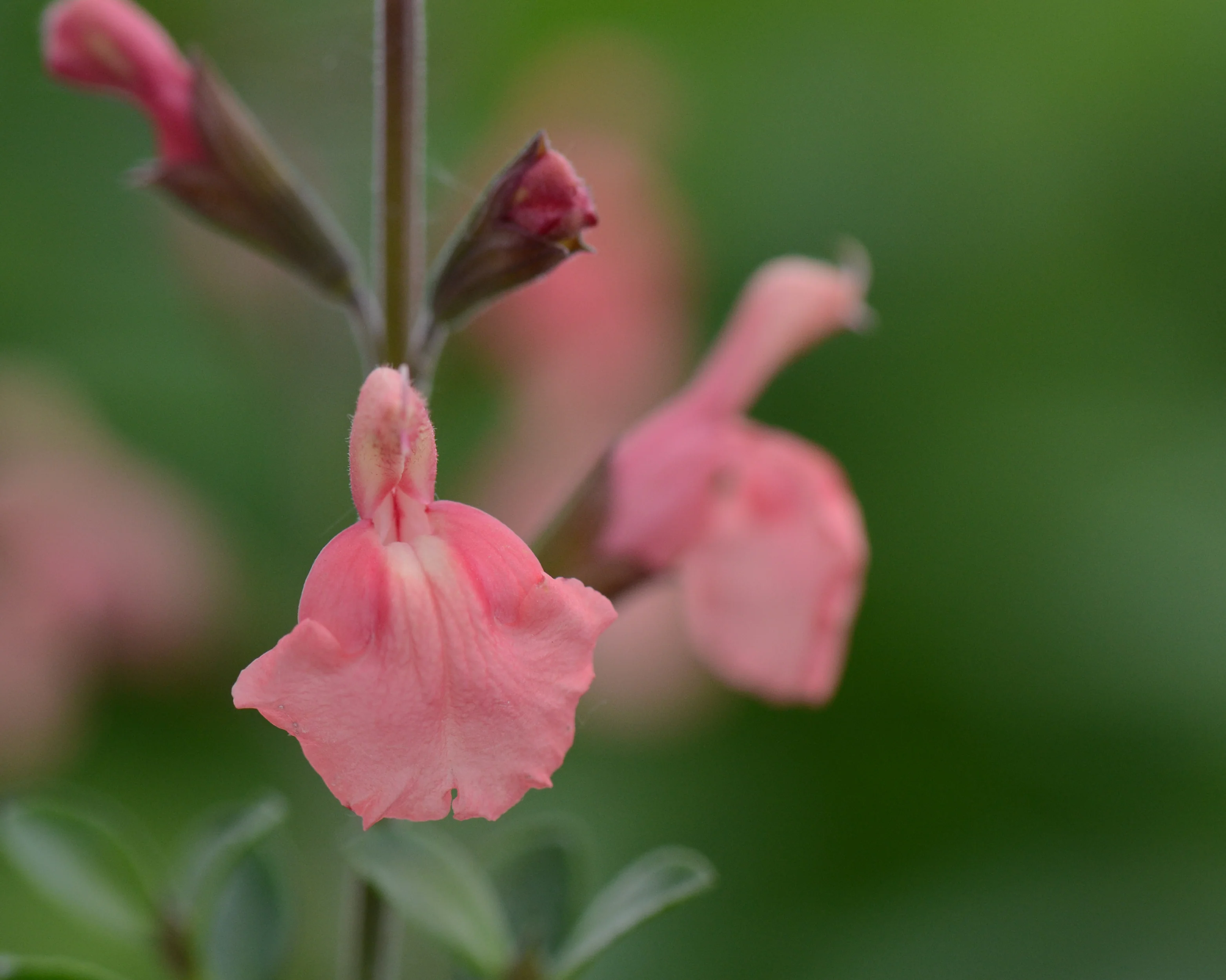 Salvia 'Papajan' - Image 3