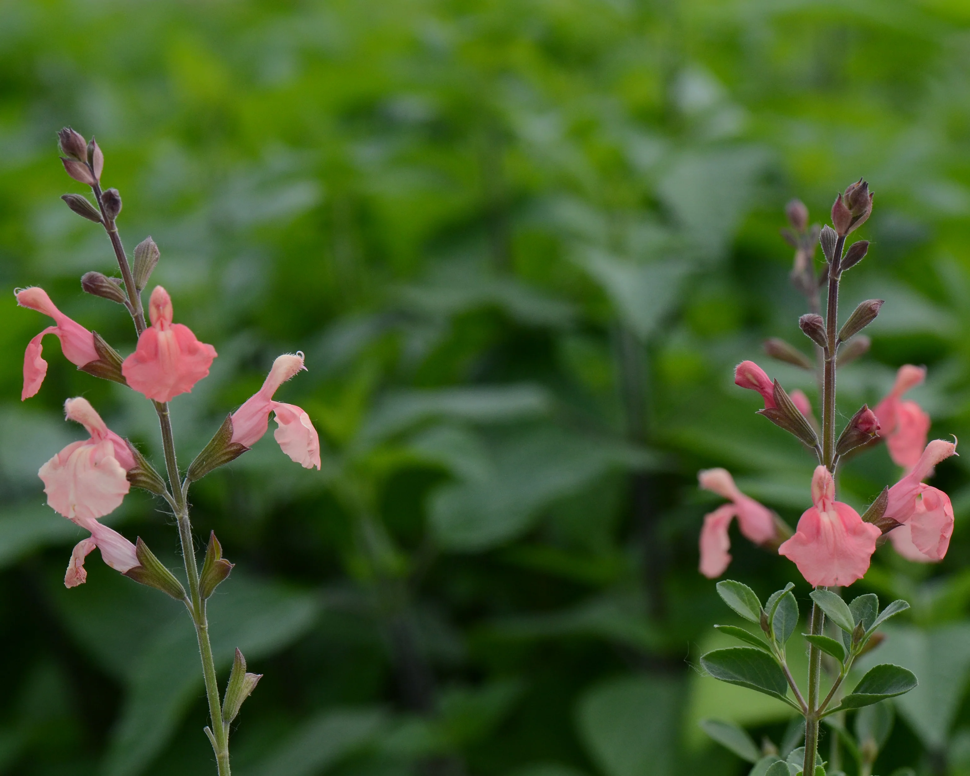 Salvia 'Papajan' - Image 4