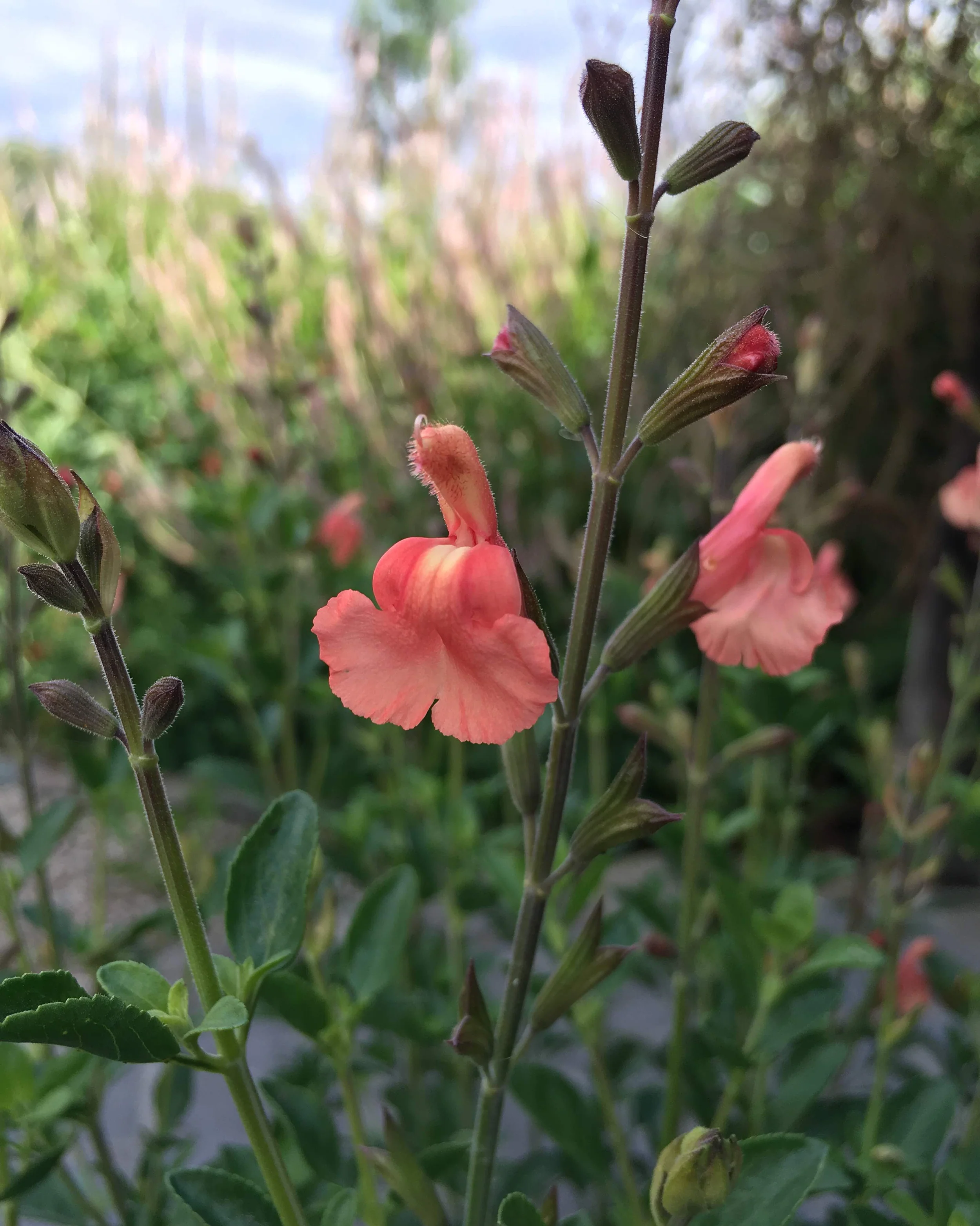 Salvia 'Papajan' - Image 8