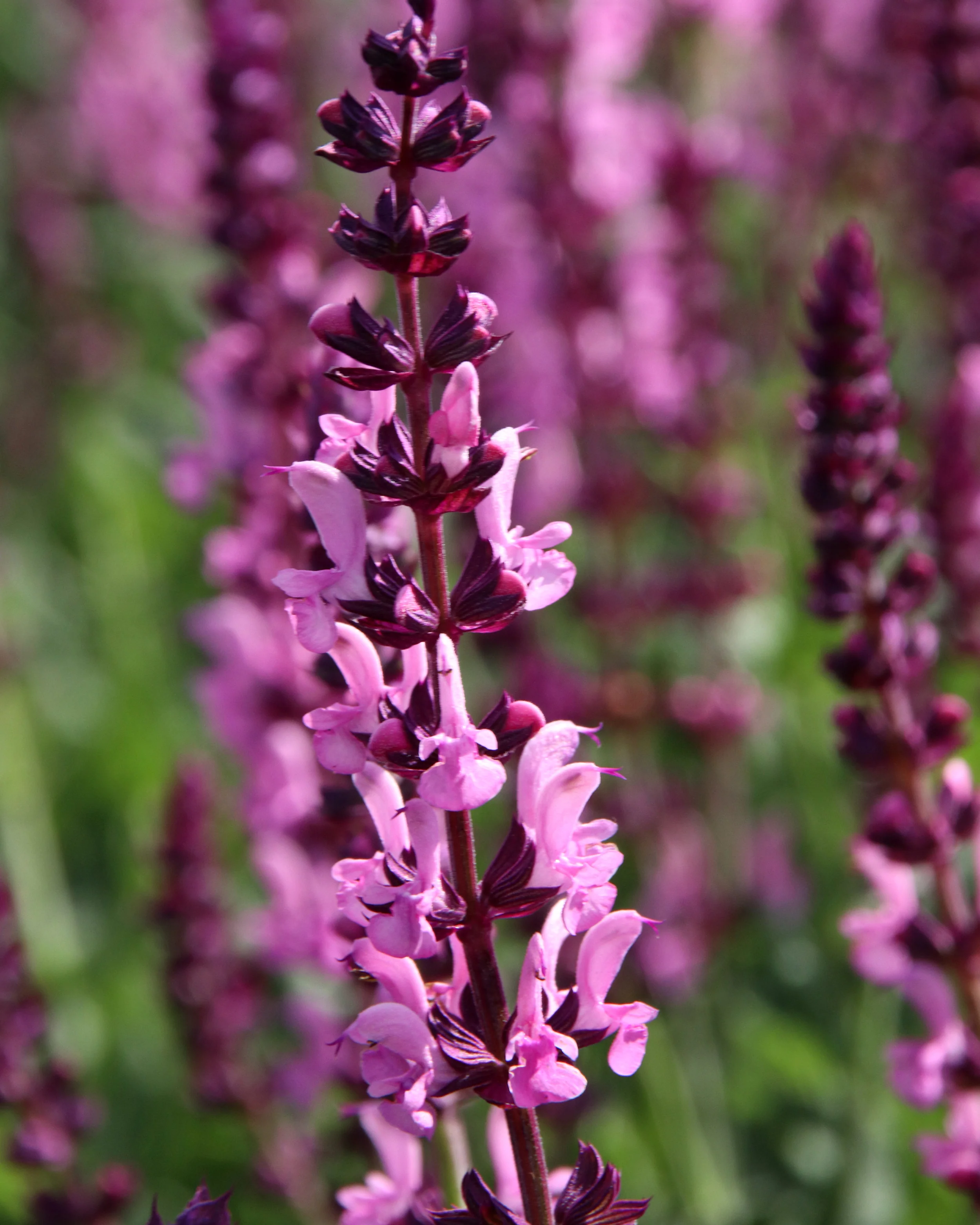 Salvia 'Pink Beauty' - Image 4
