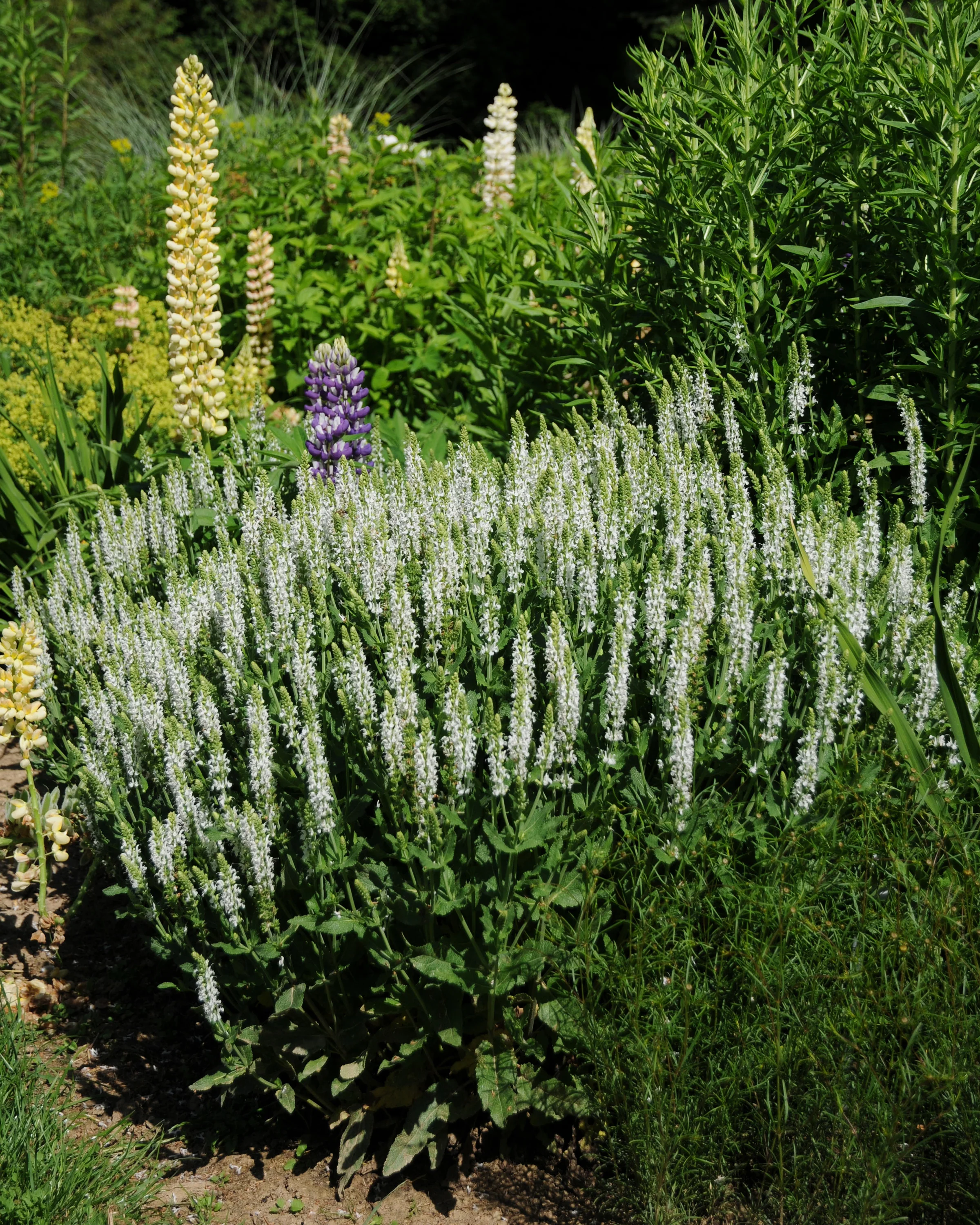 Salvia 'Schneehügel' - Image 3