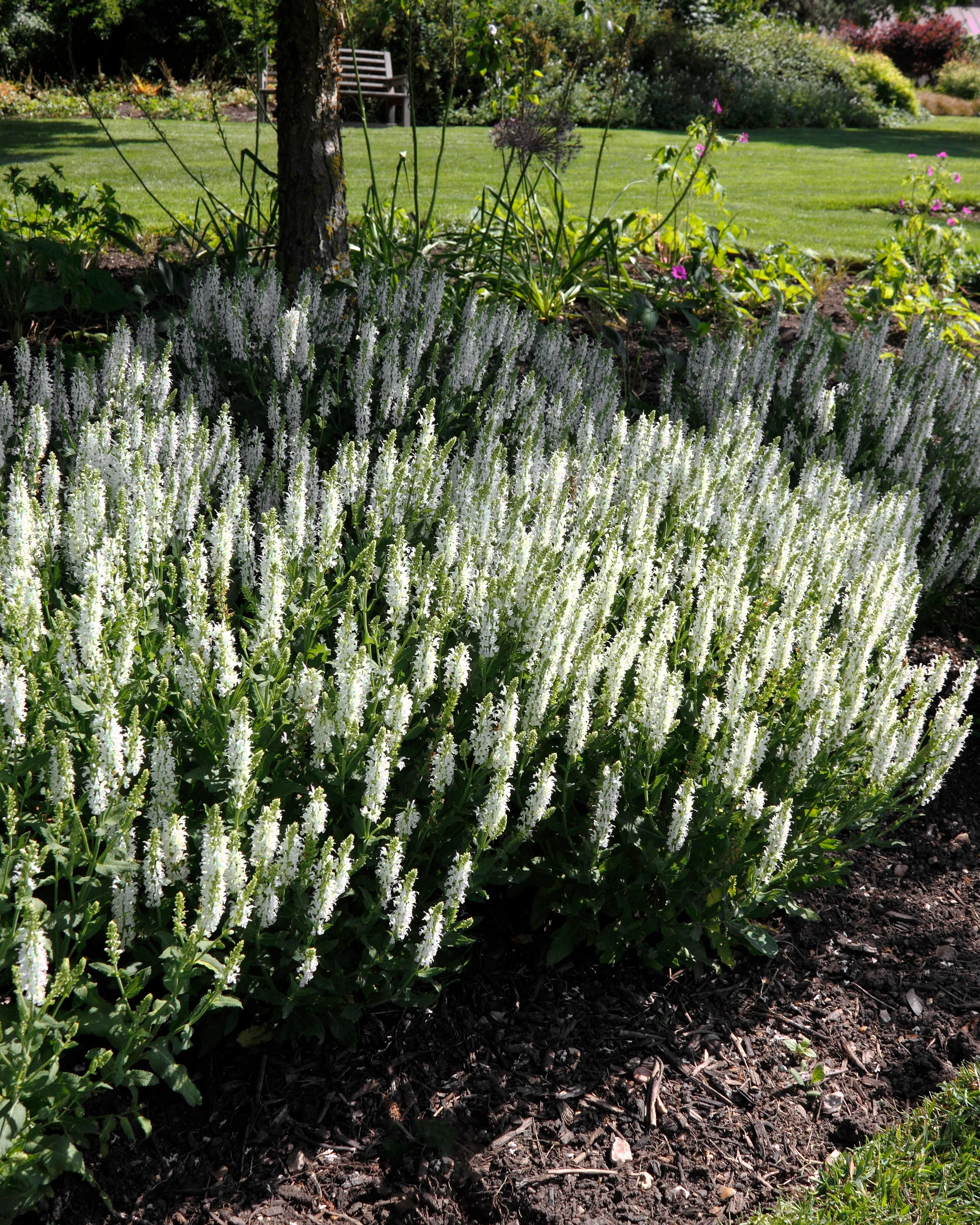 Salvia 'Schneehügel' - Image 5