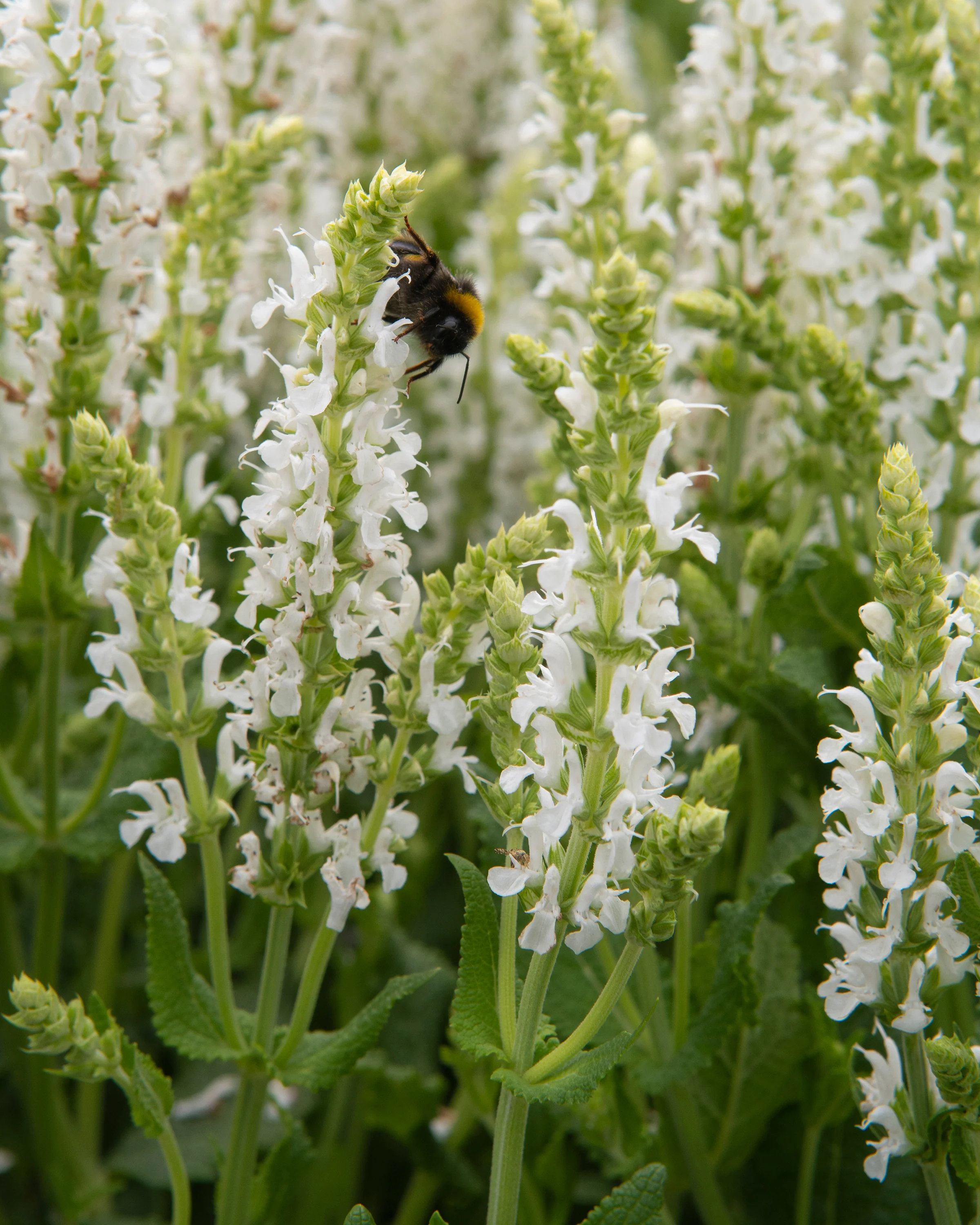 Salvia 'Schneehügel' - Image 6